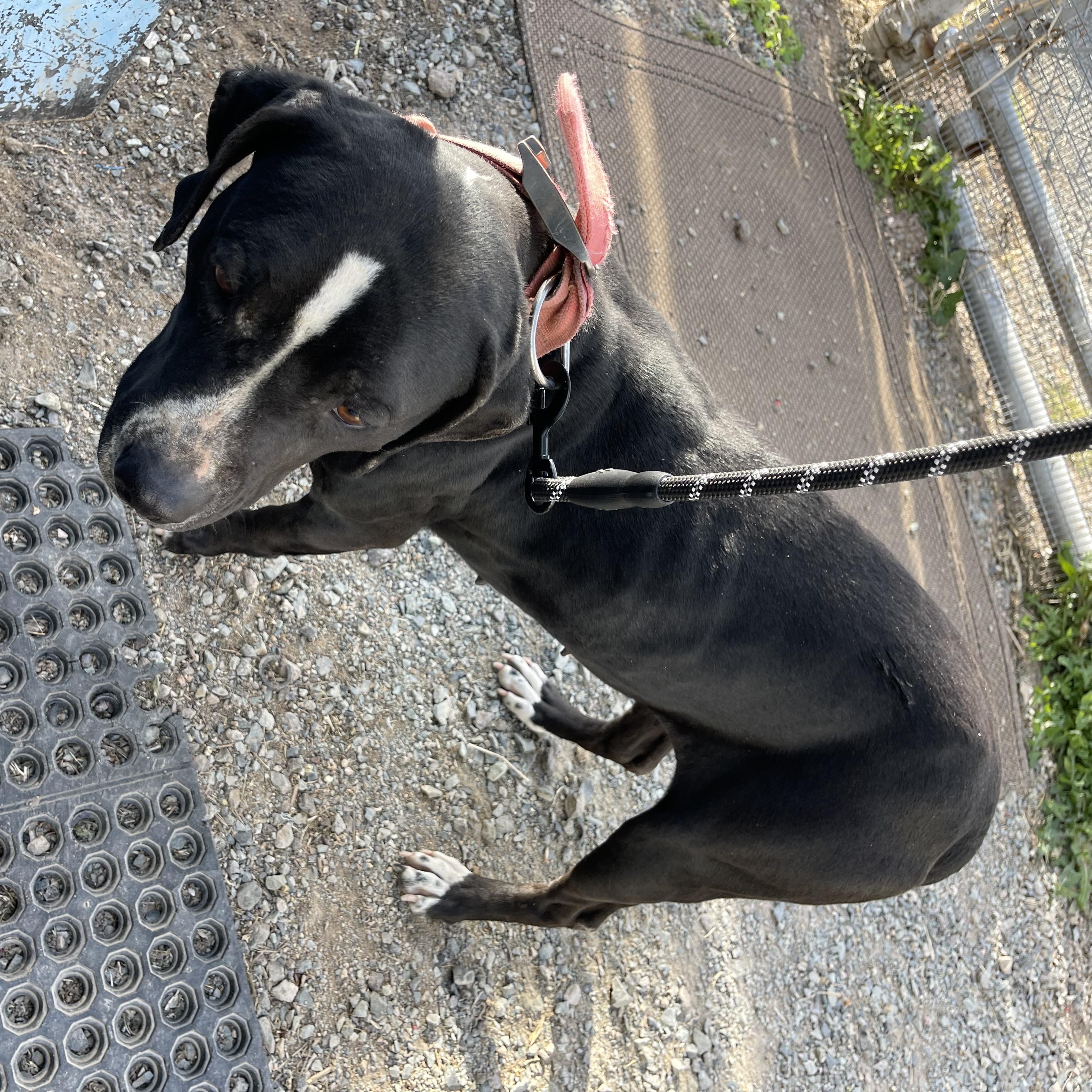 Addie, ADOPTABLE, Young Female Pit Bull Terrier.