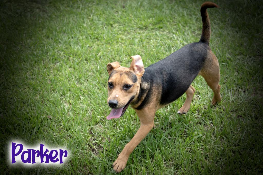 Parker, Adoptable, Adult Male Hound & American Staffordshire Terrier.