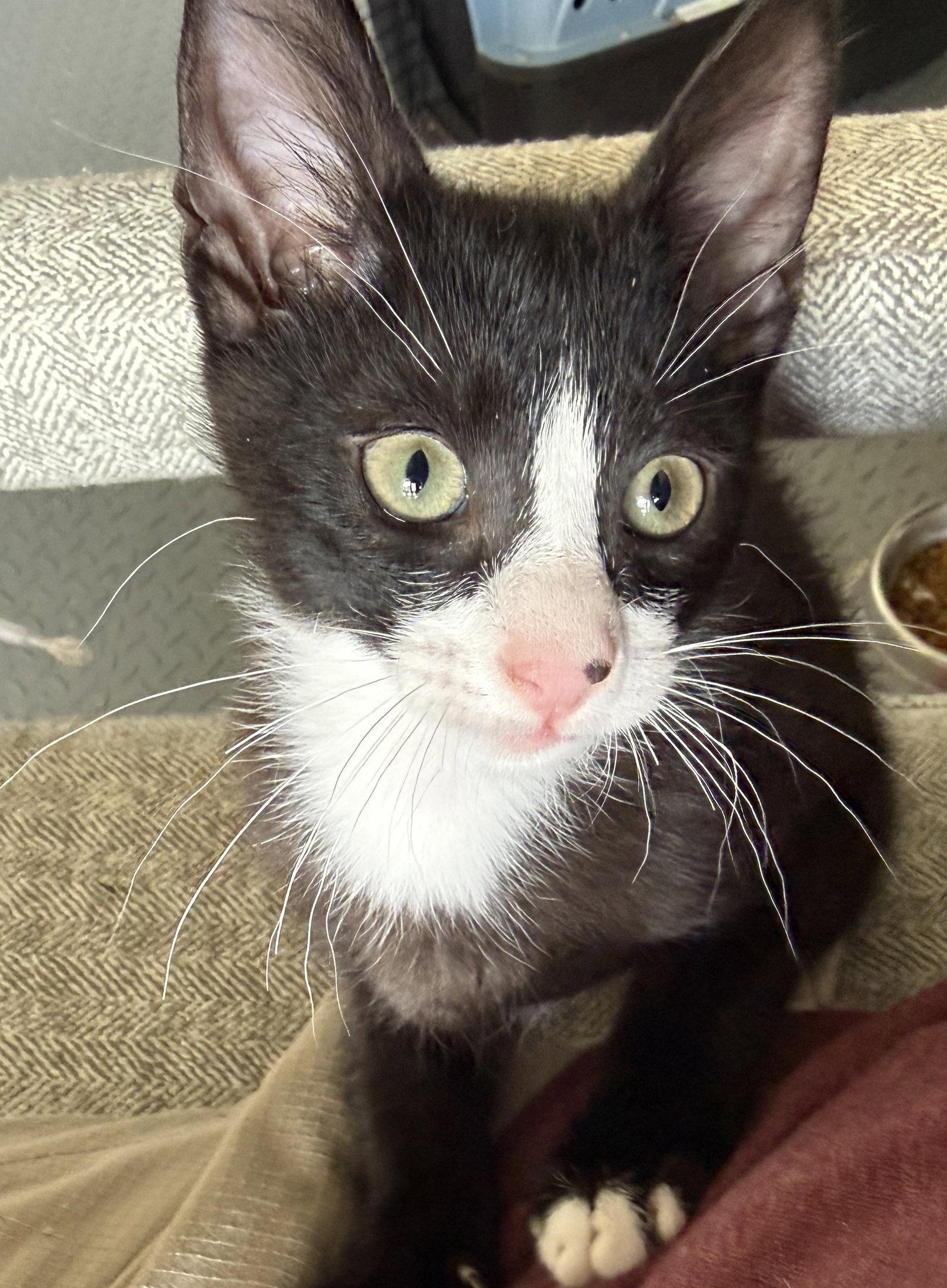 Steven, Adoptable, Kitten Male Domestic Short Hair.