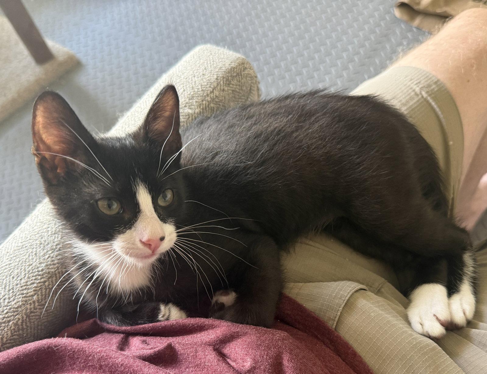 Steven, a Adoptable Domestic Short Hair in St. Cloud, FL image 2/3
