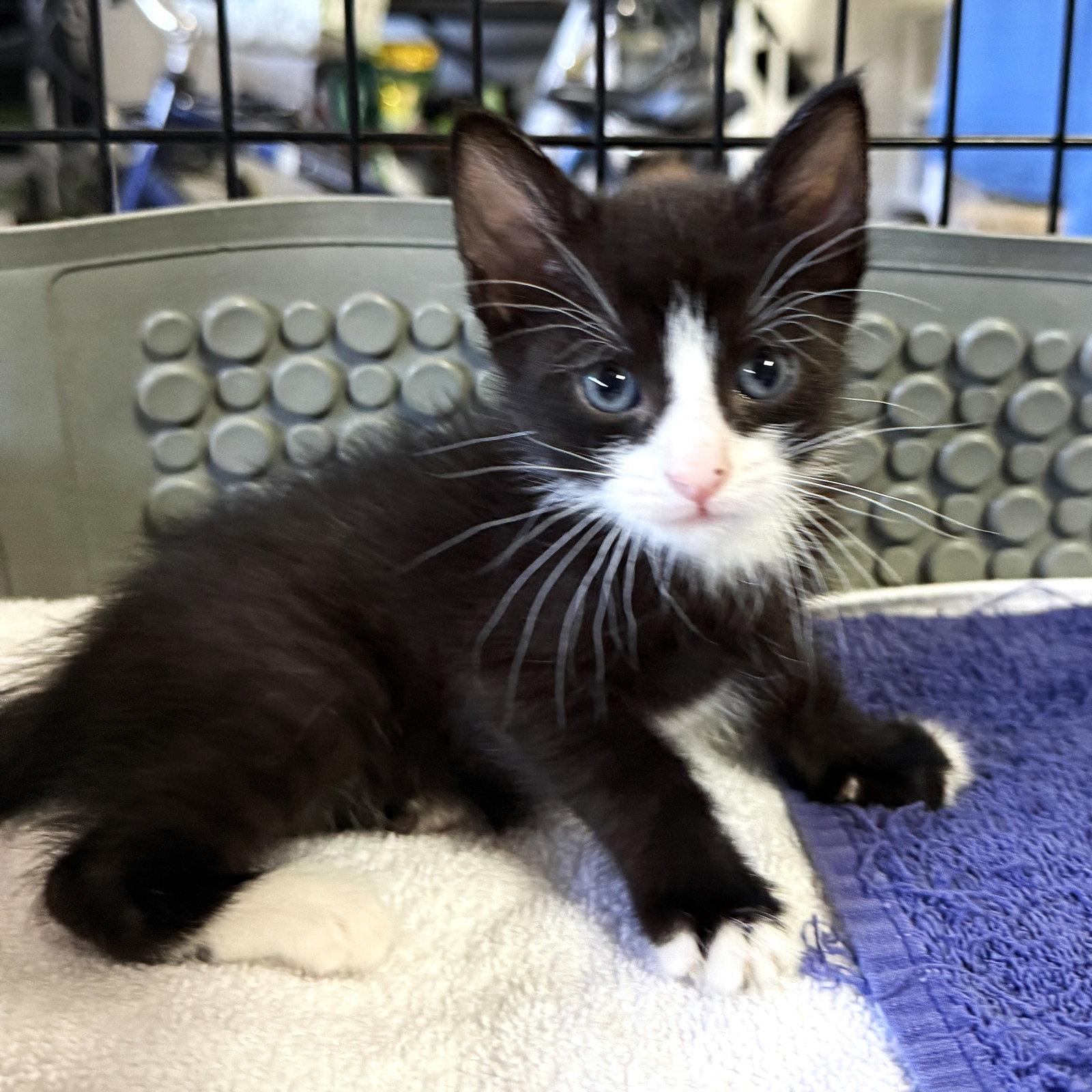 Steven, a Adoptable Domestic Short Hair in St. Cloud, FL image 3/3