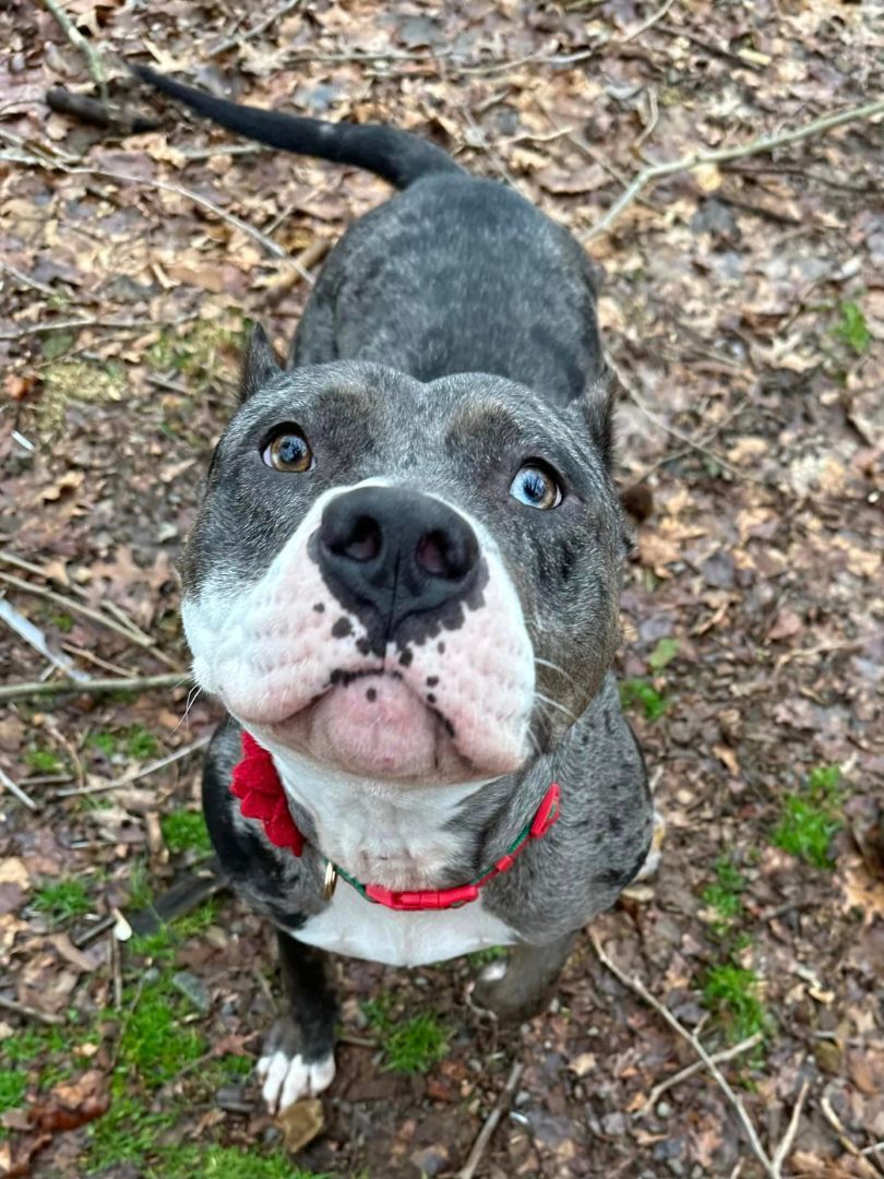 Bonnie, a Adoptable Catahoula Leopard Dog in Perkasie, PA image 1/6
