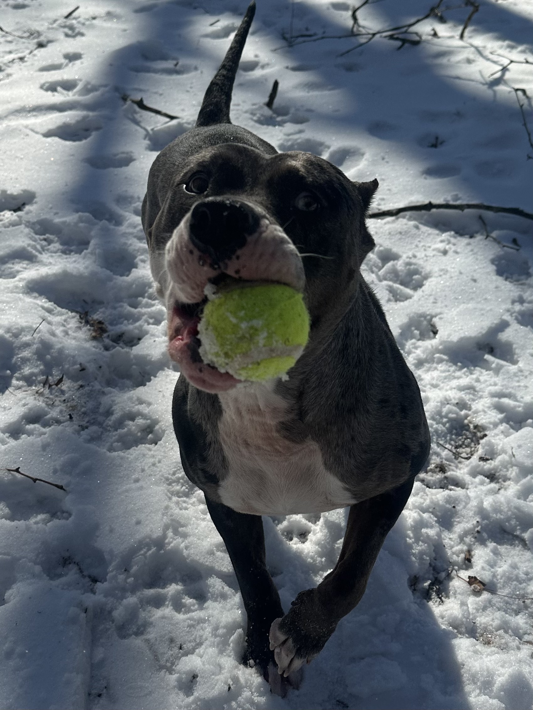 Bonnie, a Adoptable Catahoula Leopard Dog in Perkasie, PA image 2/6