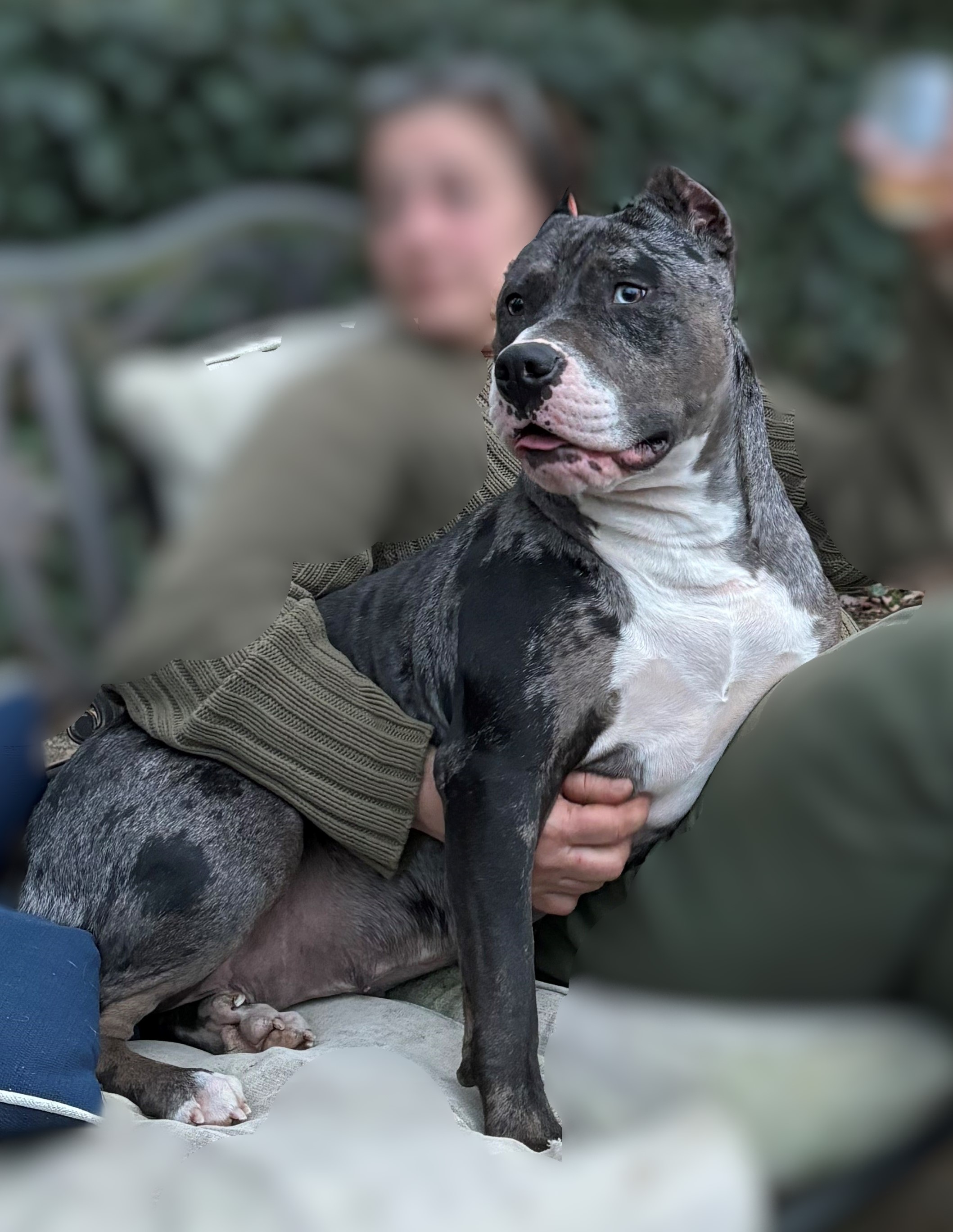 Bonnie, a Adoptable Catahoula Leopard Dog in Perkasie, PA image 5/6