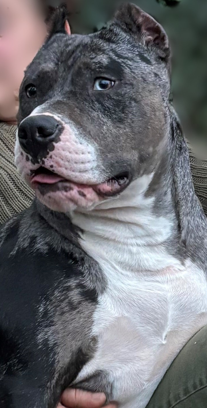 Bonnie, a Adoptable Catahoula Leopard Dog in Perkasie, PA image 6/6