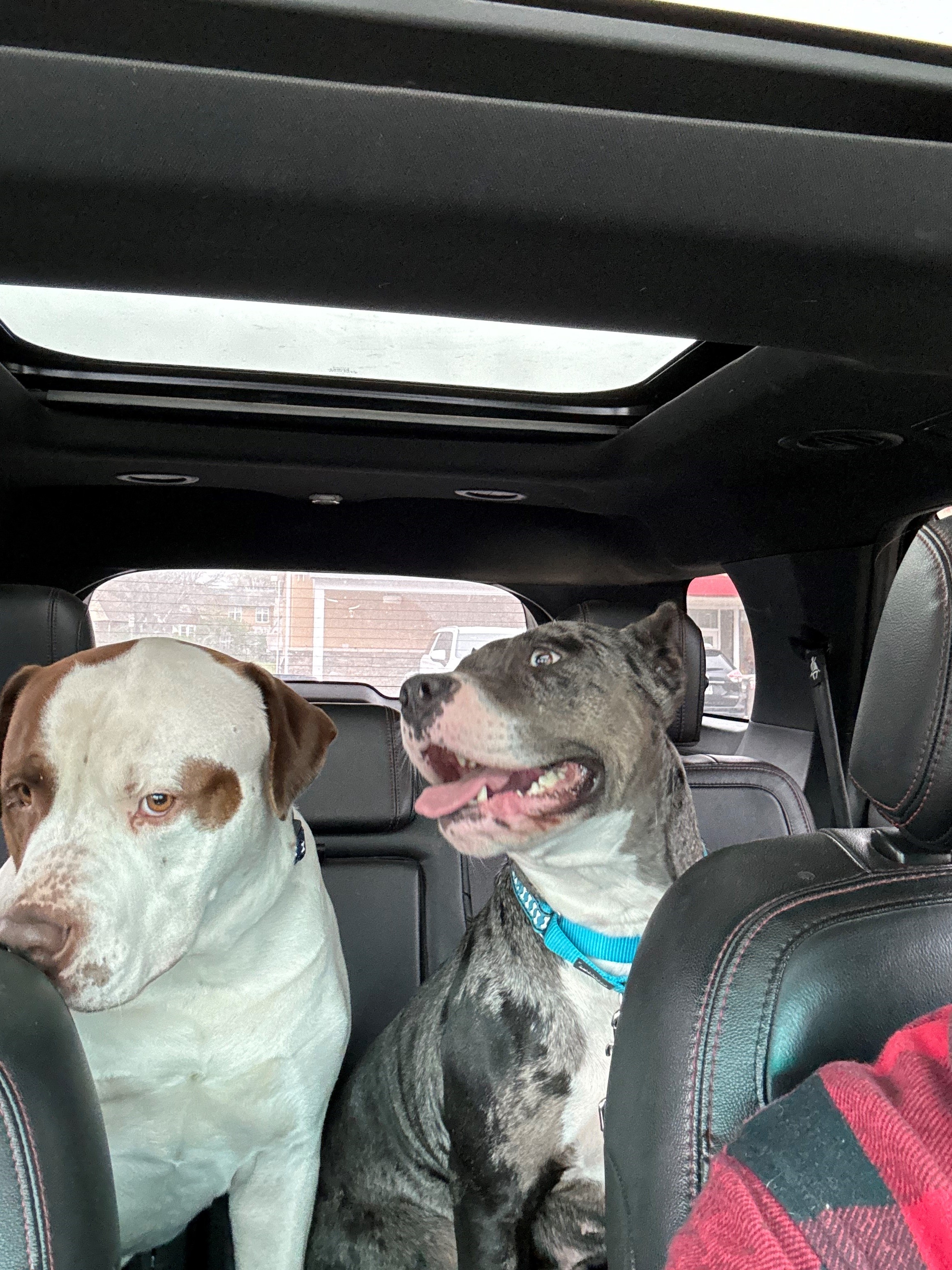 Bonnie, a Adoptable Catahoula Leopard Dog in Perkasie, PA image 4/6