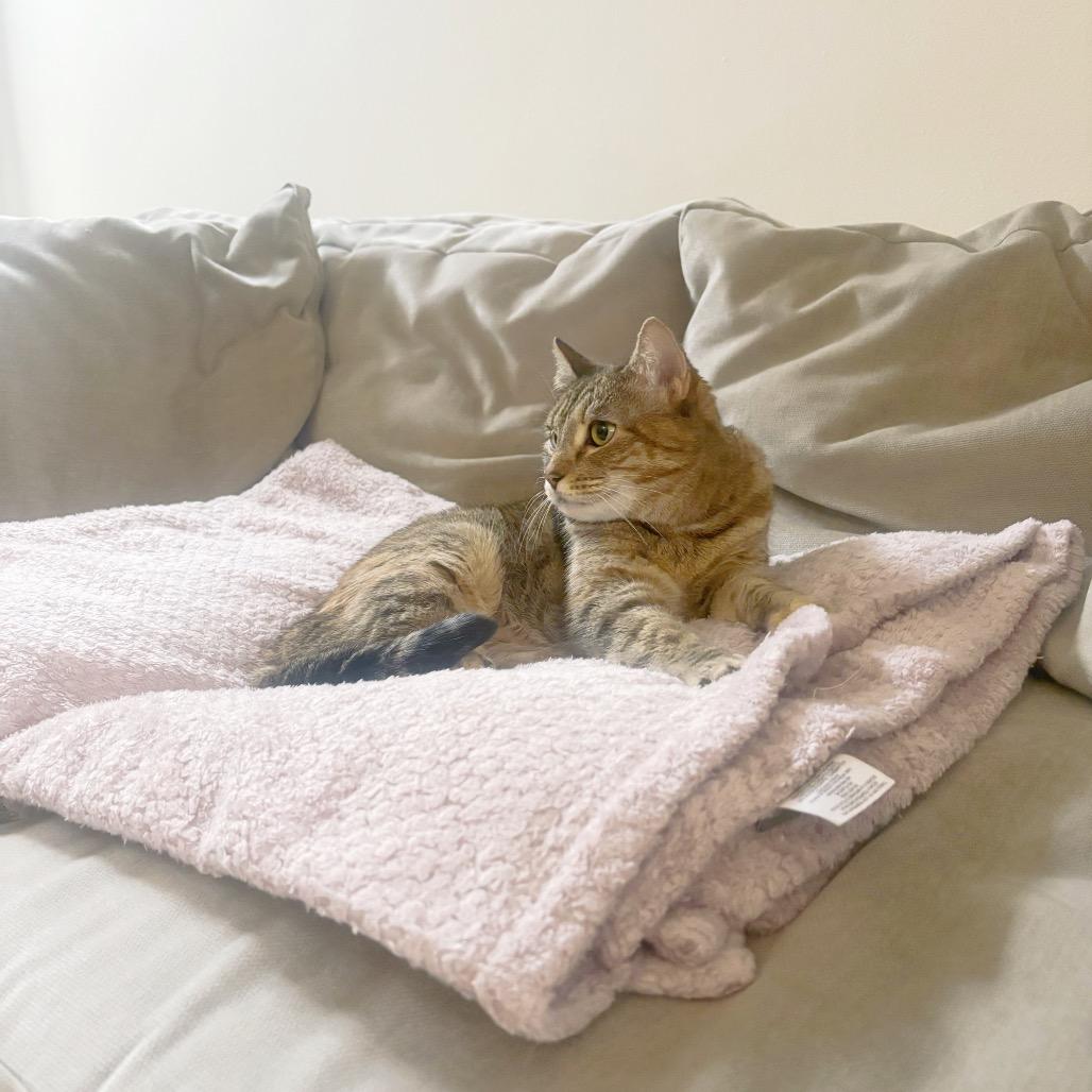 Enlarge Goosie-a loyal friend, an adopted Domestic Short Hair in Forest Hills, NY image 4/6