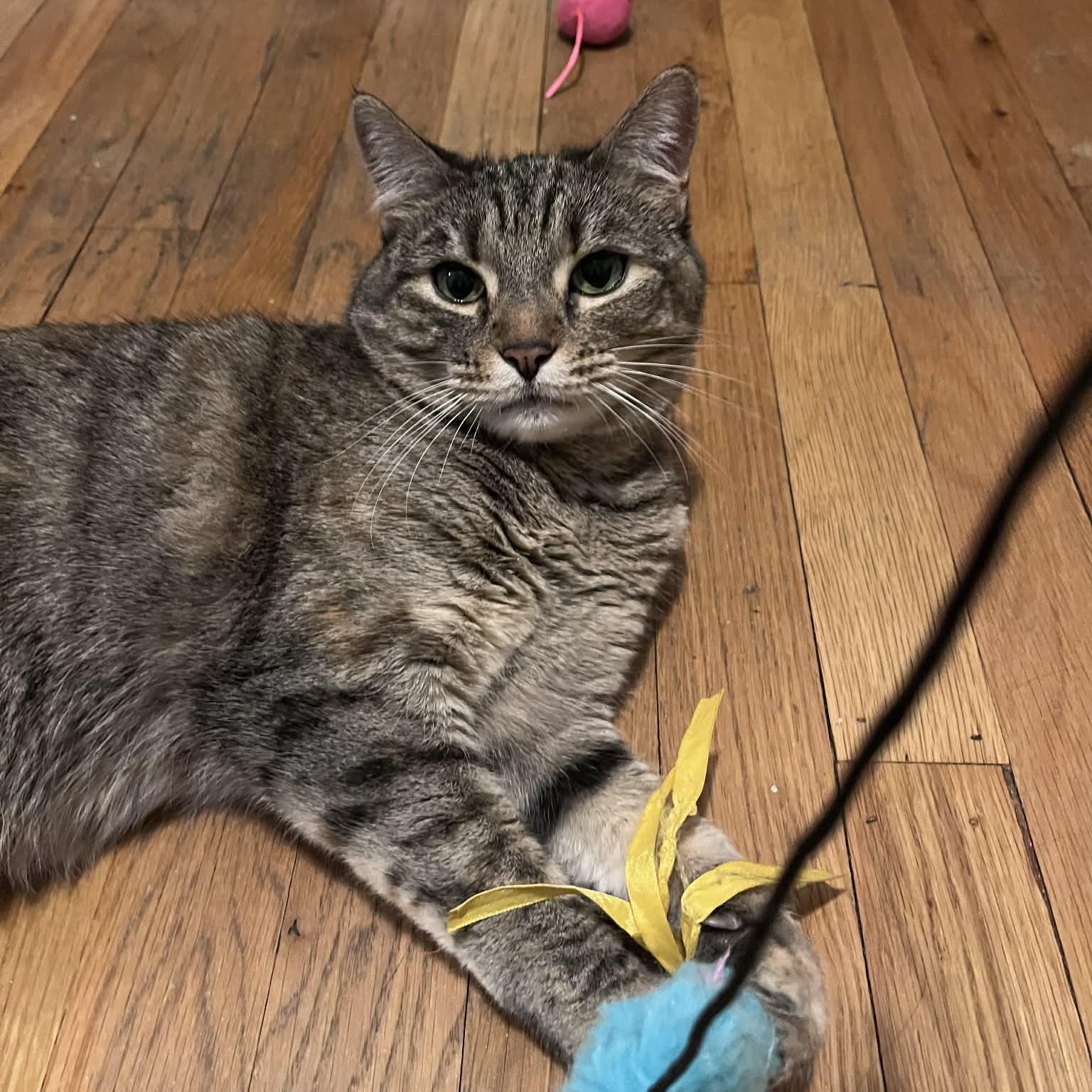 Enlarge Goosie-a loyal friend, an adopted Domestic Short Hair in Forest Hills, NY image 2/6