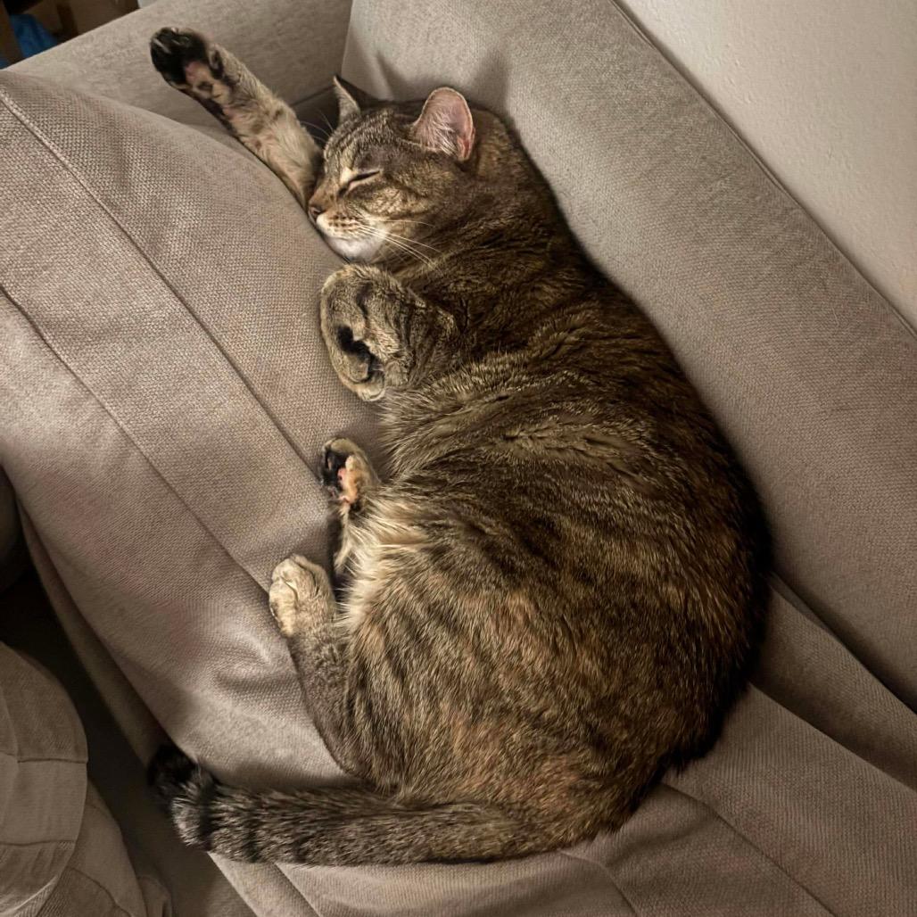 Enlarge Goosie-a loyal friend, an adopted Domestic Short Hair in Forest Hills, NY image 5/6