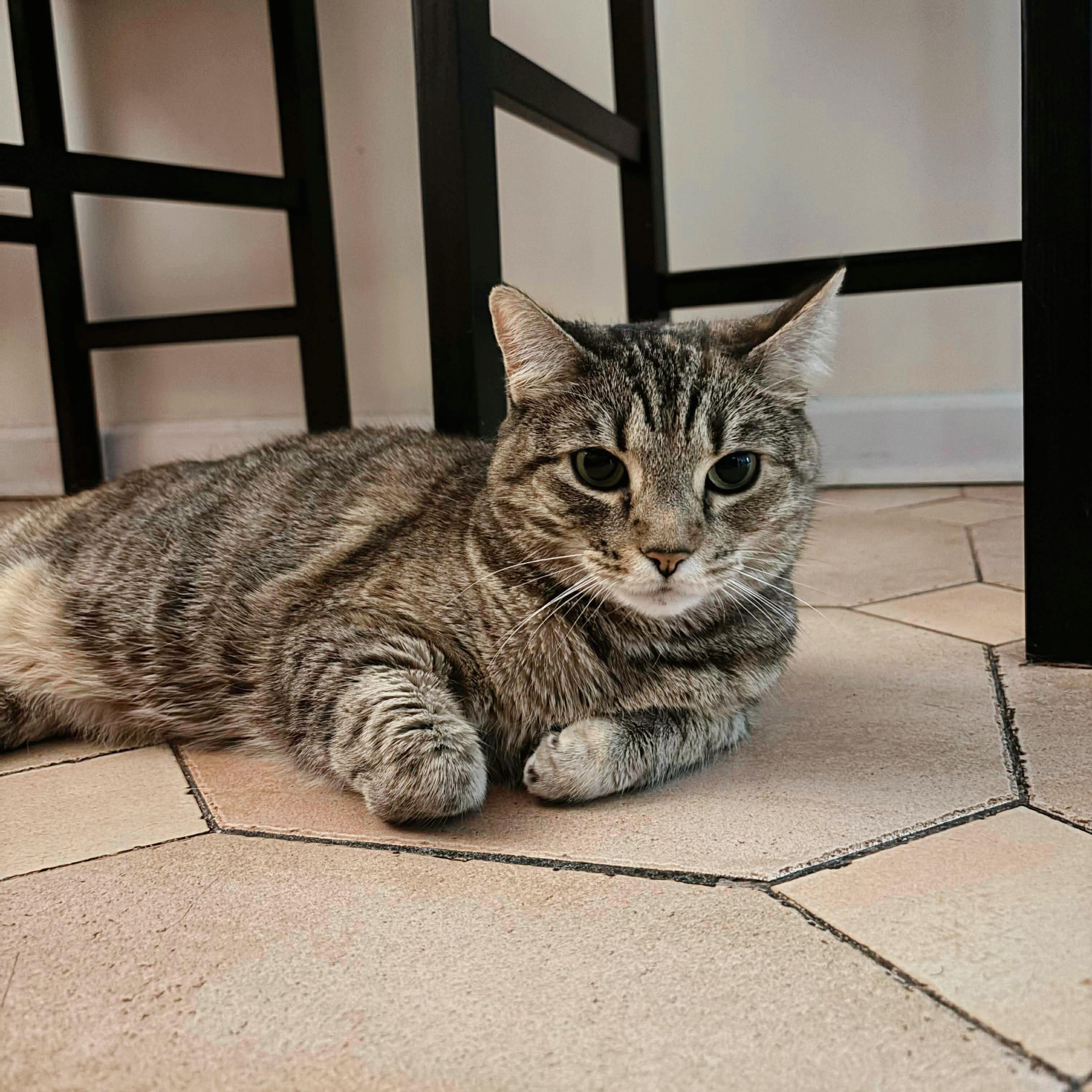 Enlarge Goosie-a loyal friend, an adopted Domestic Short Hair in Forest Hills, NY image 3/6