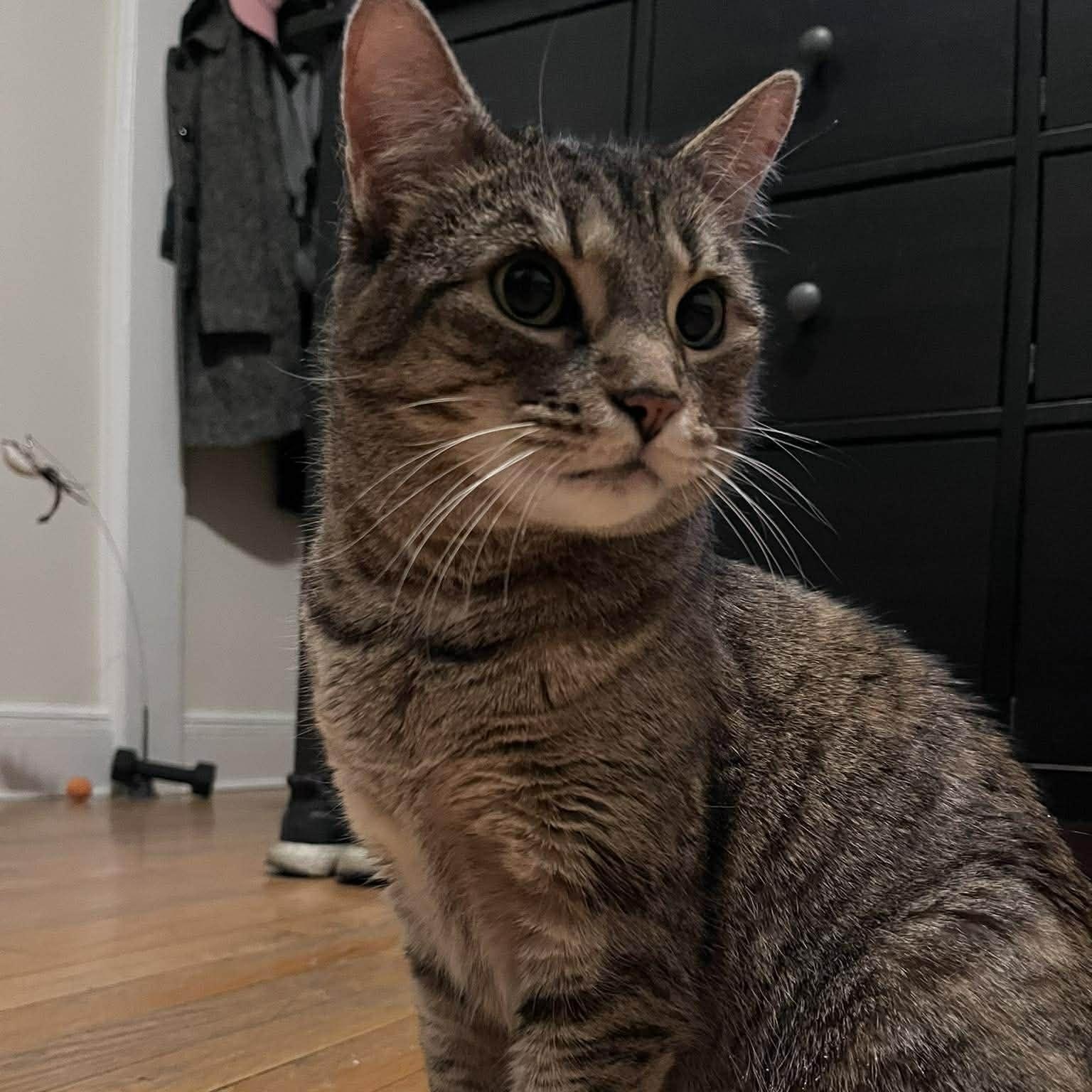 Enlarge Goosie-a loyal friend, an adopted Domestic Short Hair in Forest Hills, NY image 6/6