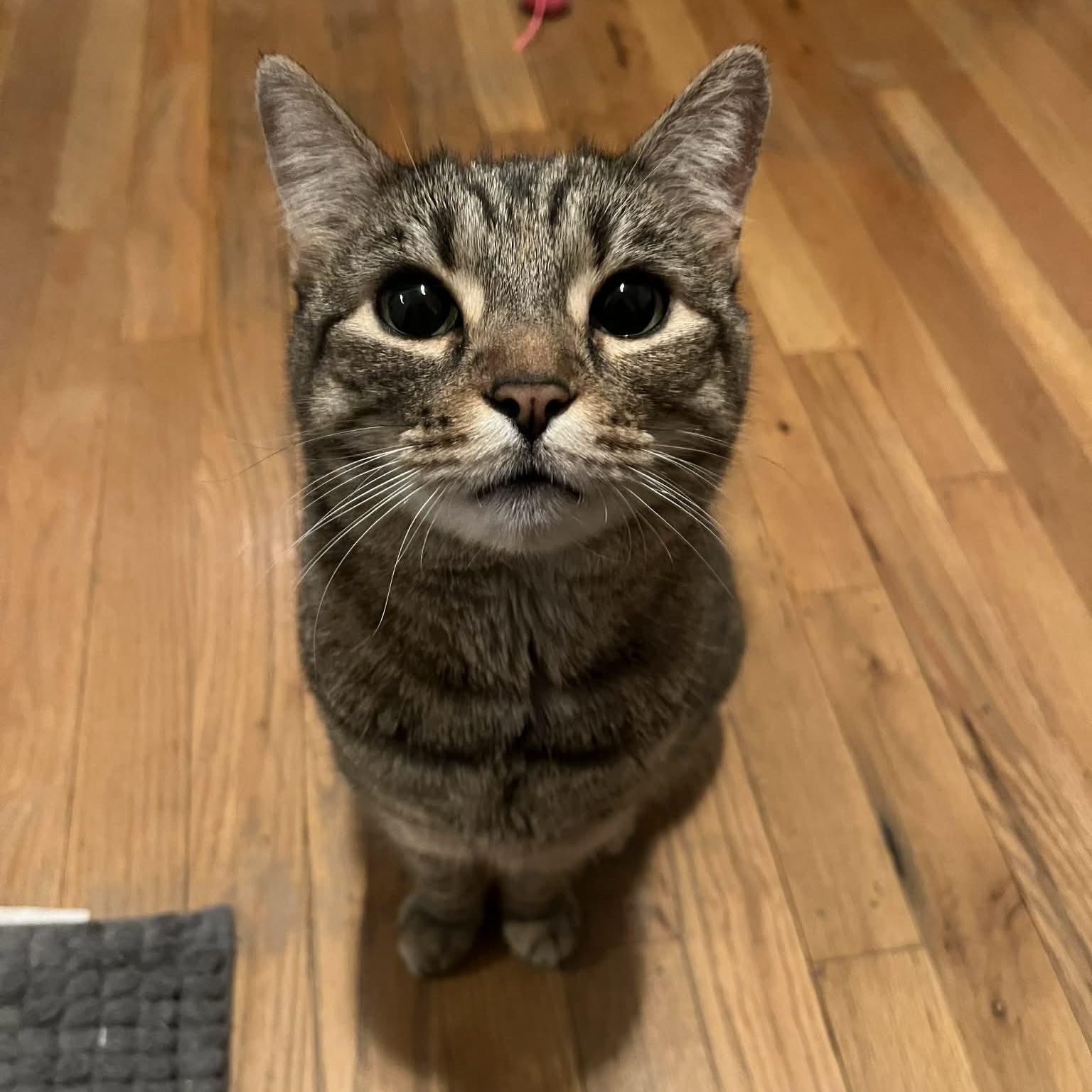 Enlarge Goosie-a loyal friend, an adopted Domestic Short Hair in Forest Hills, NY image 1/6