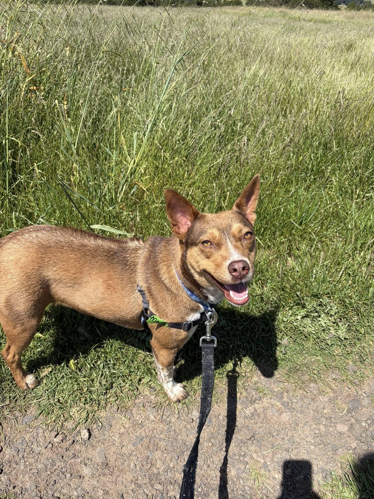 Maple Donut, ADOPTABLE, Young Female Rhodesian Ridgeback & Cattle Dog.