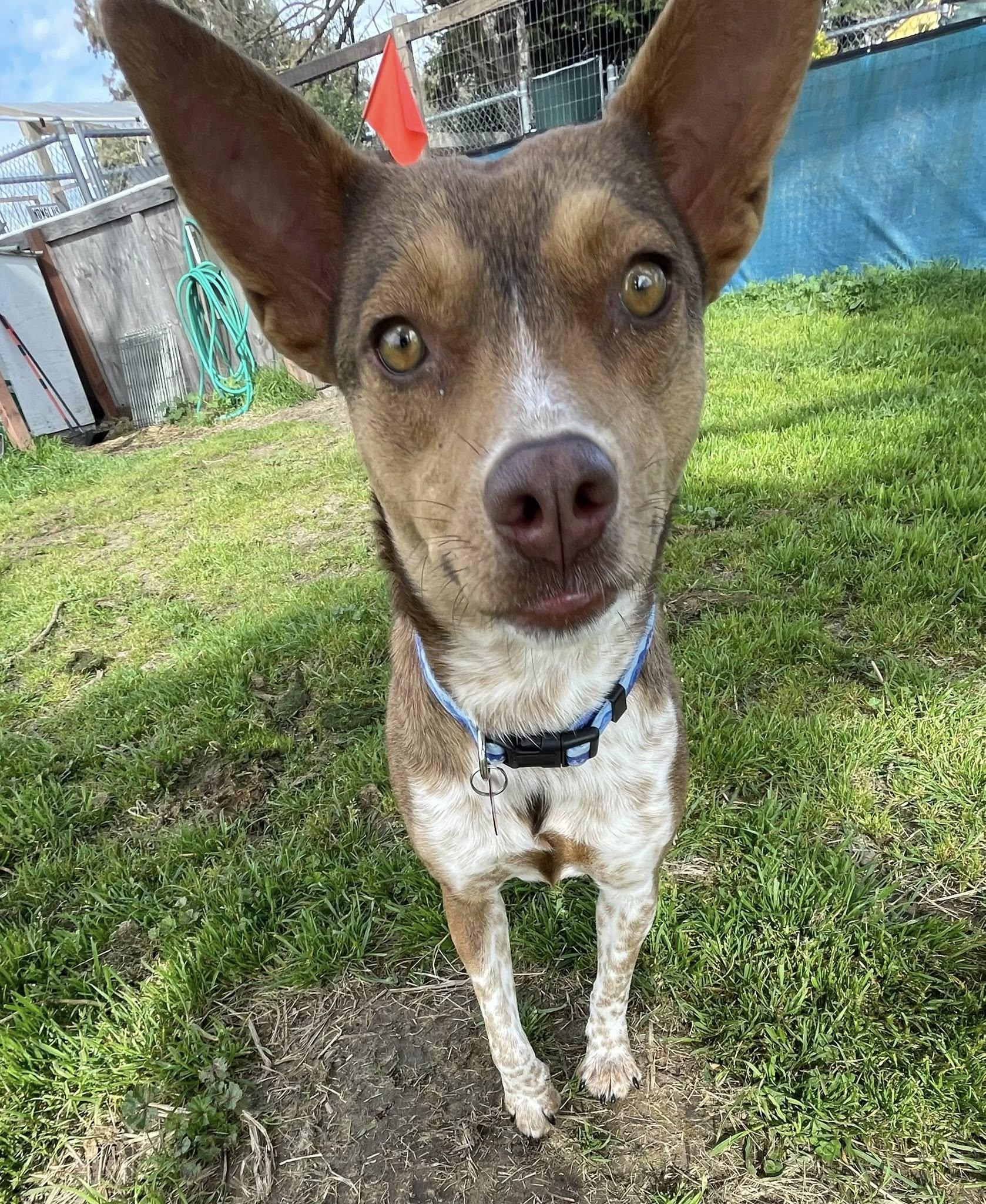 Maple Donut, ADOPTABLE, Young Female Cattle Dog & Terrier.