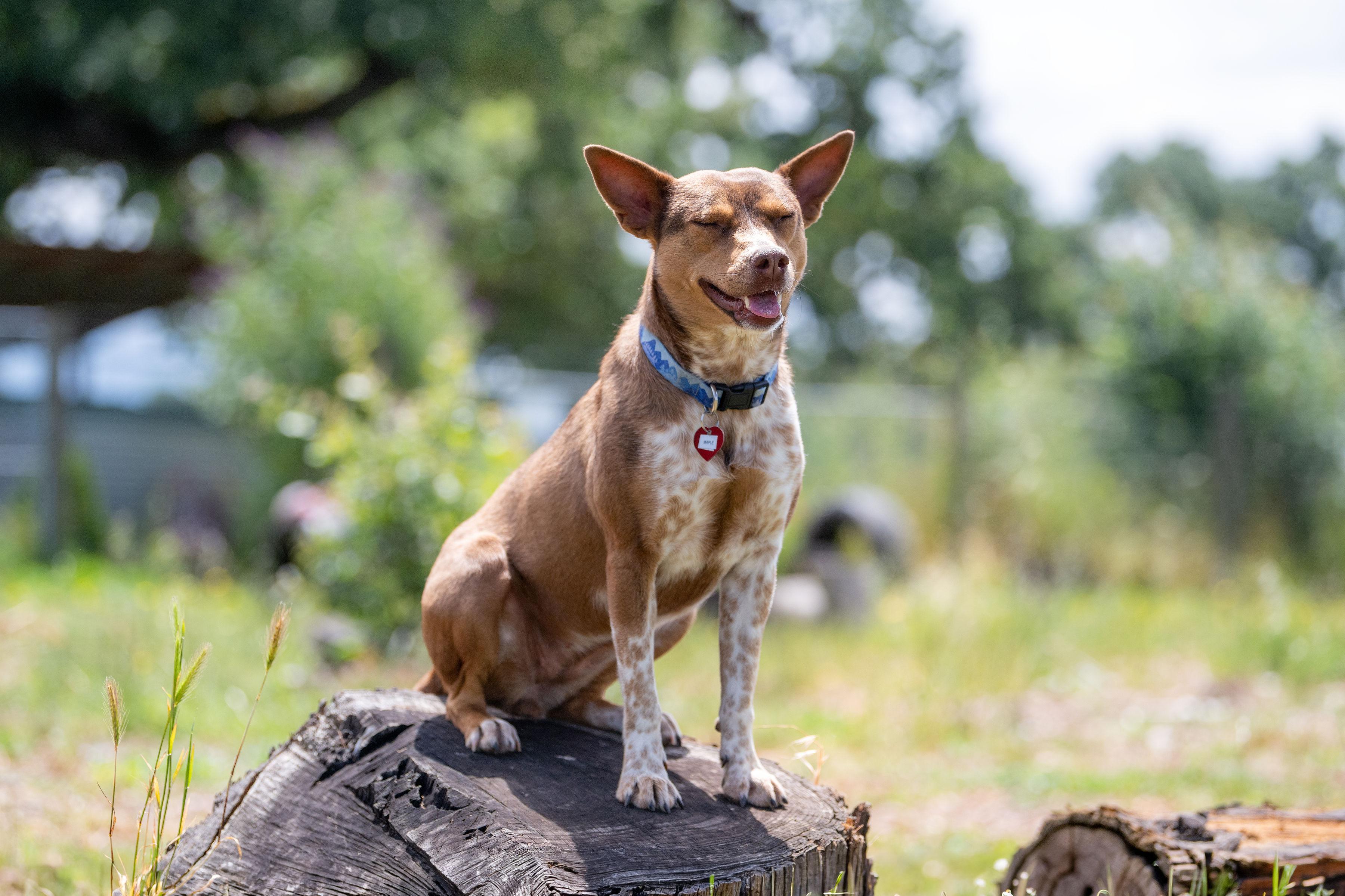Enlarge Maple Donut, a ADOPTABLE mixed breed in Santa Rosa, CA image 2/6