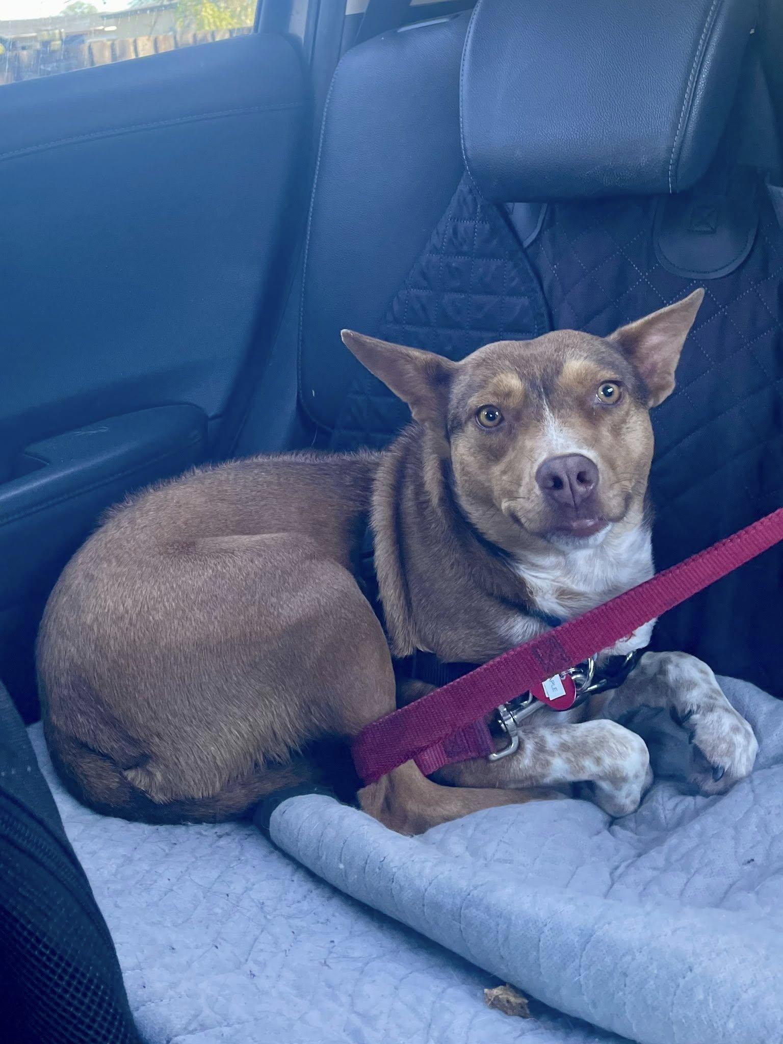 Enlarge Maple Donut, a ADOPTABLE mixed breed in Santa Rosa, CA image 3/6