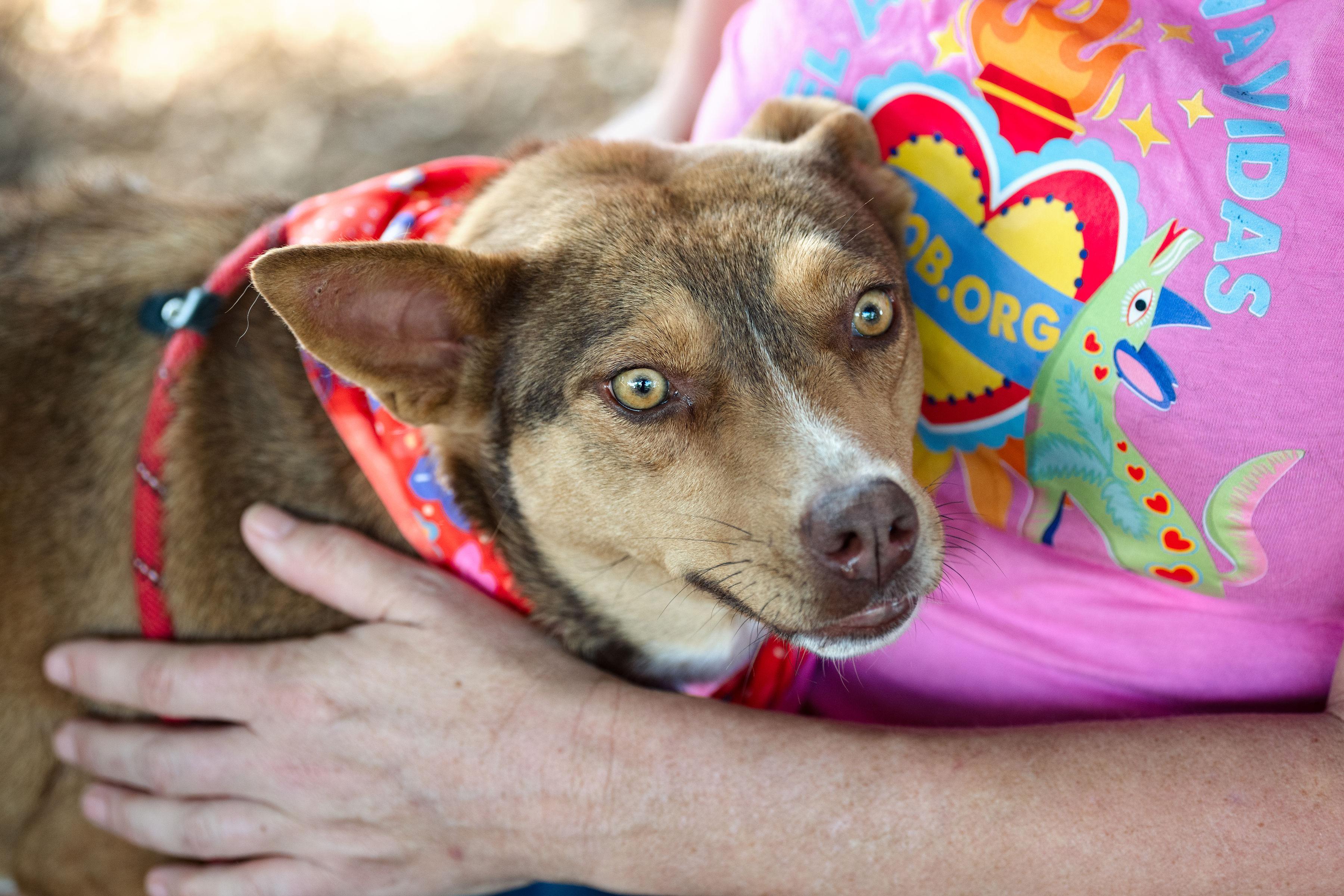 Maple Donut, ADOPTABLE, Young Female Rhodesian Ridgeback & Cattle Dog.