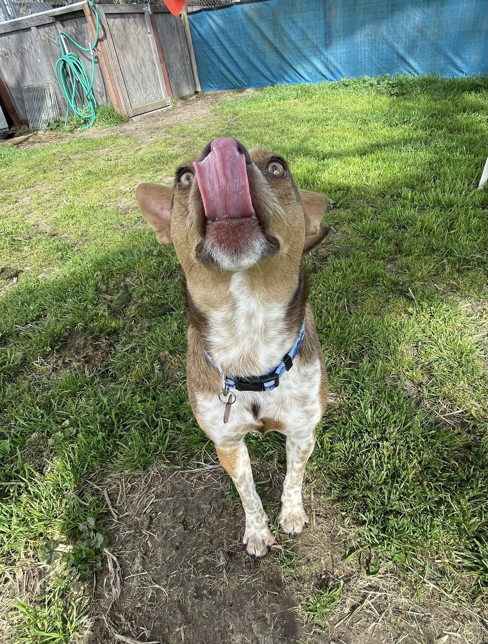 Maple Donut, a ADOPTABLE mixed breed in Santa Rosa, CA image 5/6