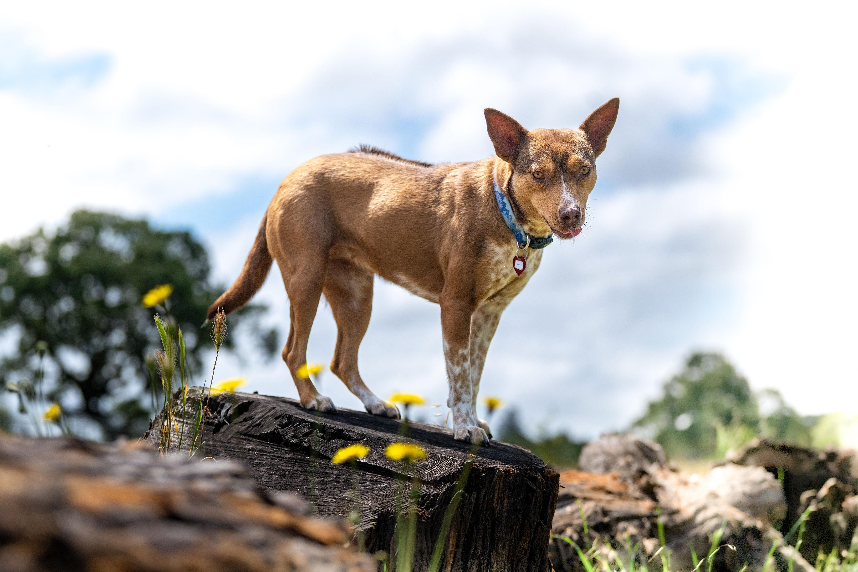 Enlarge Maple Donut, a ADOPTABLE mixed breed in Santa Rosa, CA image 6/6