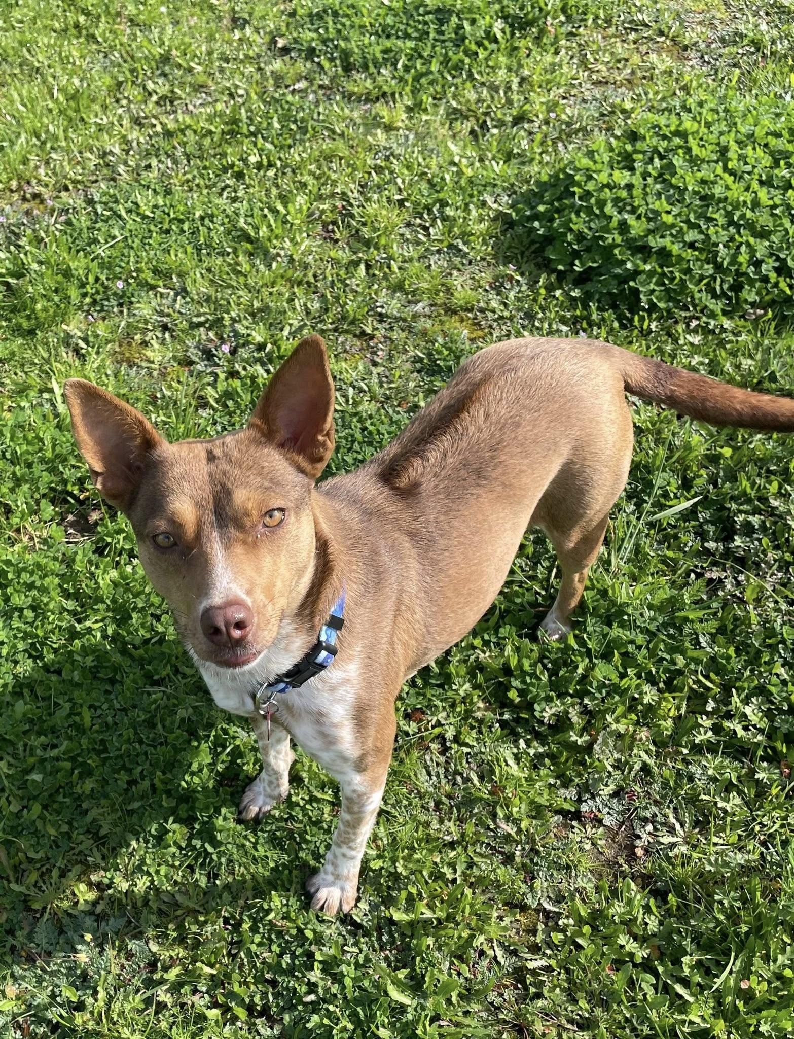 Maple Donut, a ADOPTABLE mixed breed in Santa Rosa, CA image 4/6