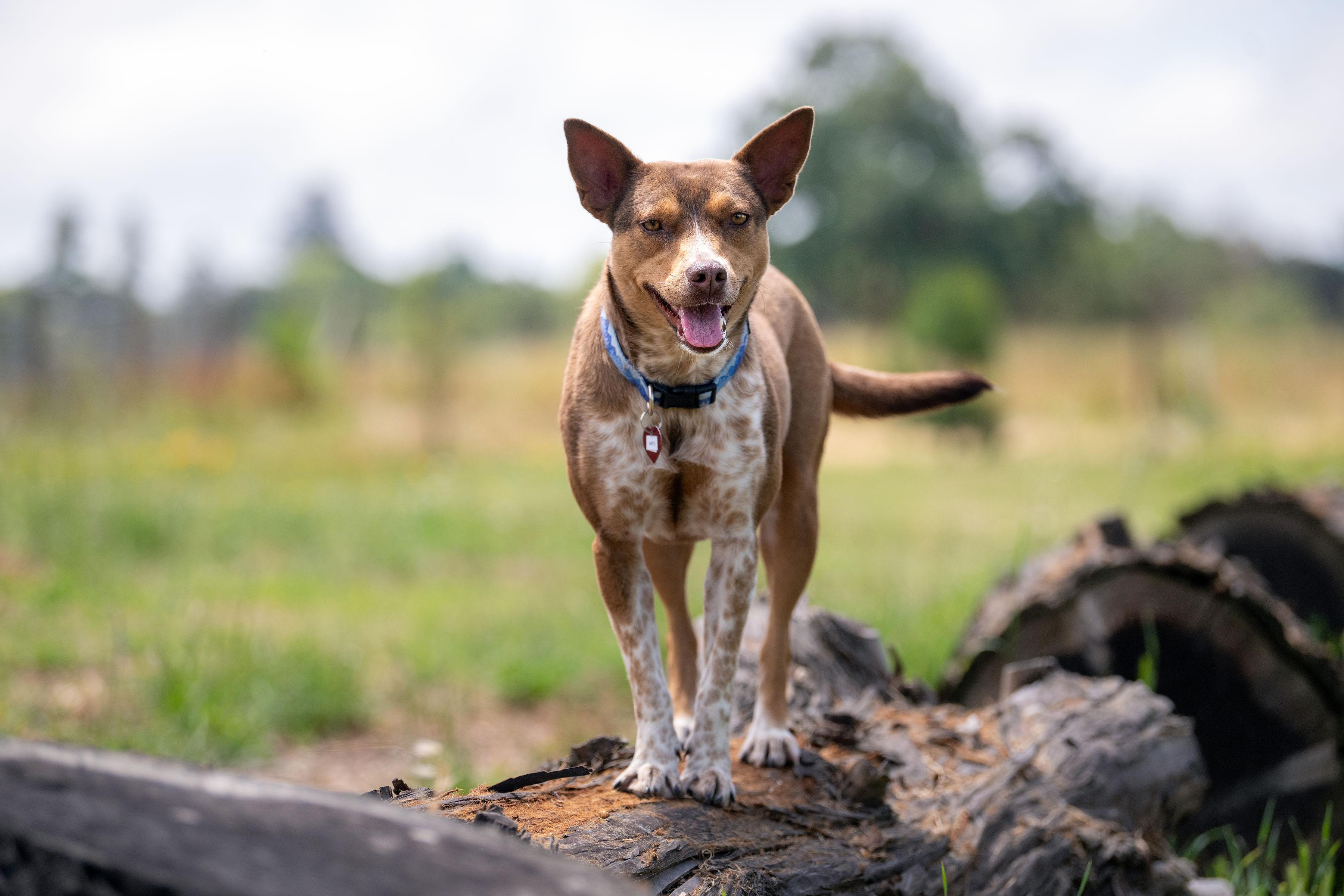 Maple Donut, ADOPTABLE, Young Female Rhodesian Ridgeback & Cattle Dog.