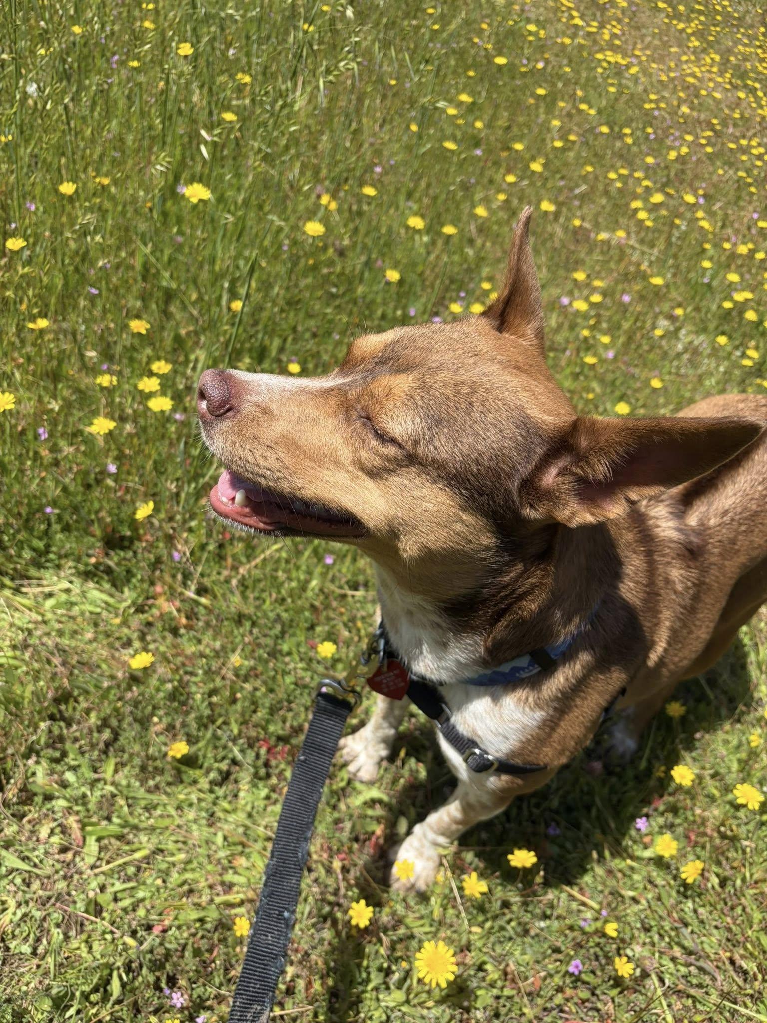 Enlarge Maple Donut, a ADOPTABLE mixed breed in Santa Rosa, CA image 6/6