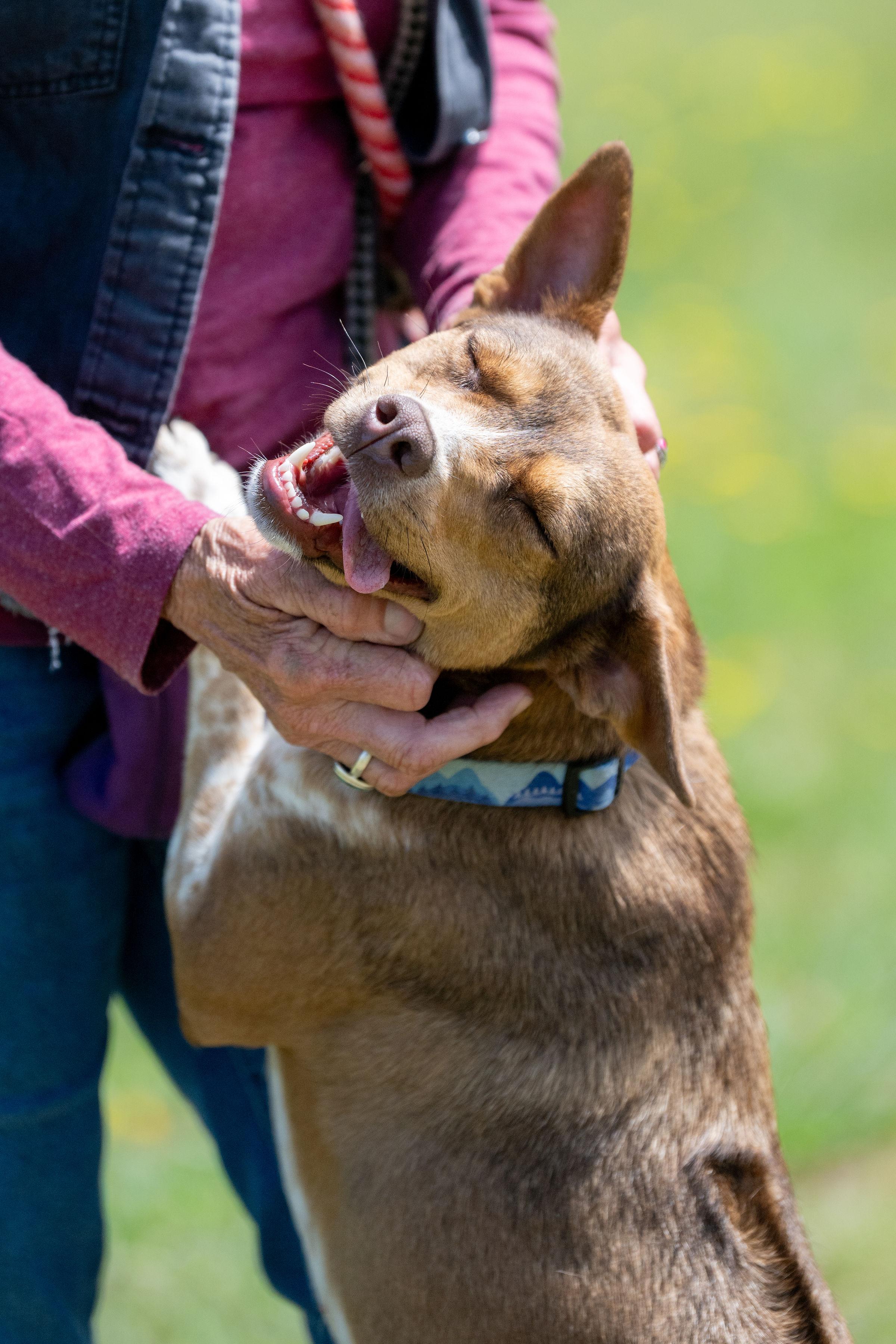 Enlarge Maple Donut, a ADOPTABLE mixed breed in Santa Rosa, CA image 5/6