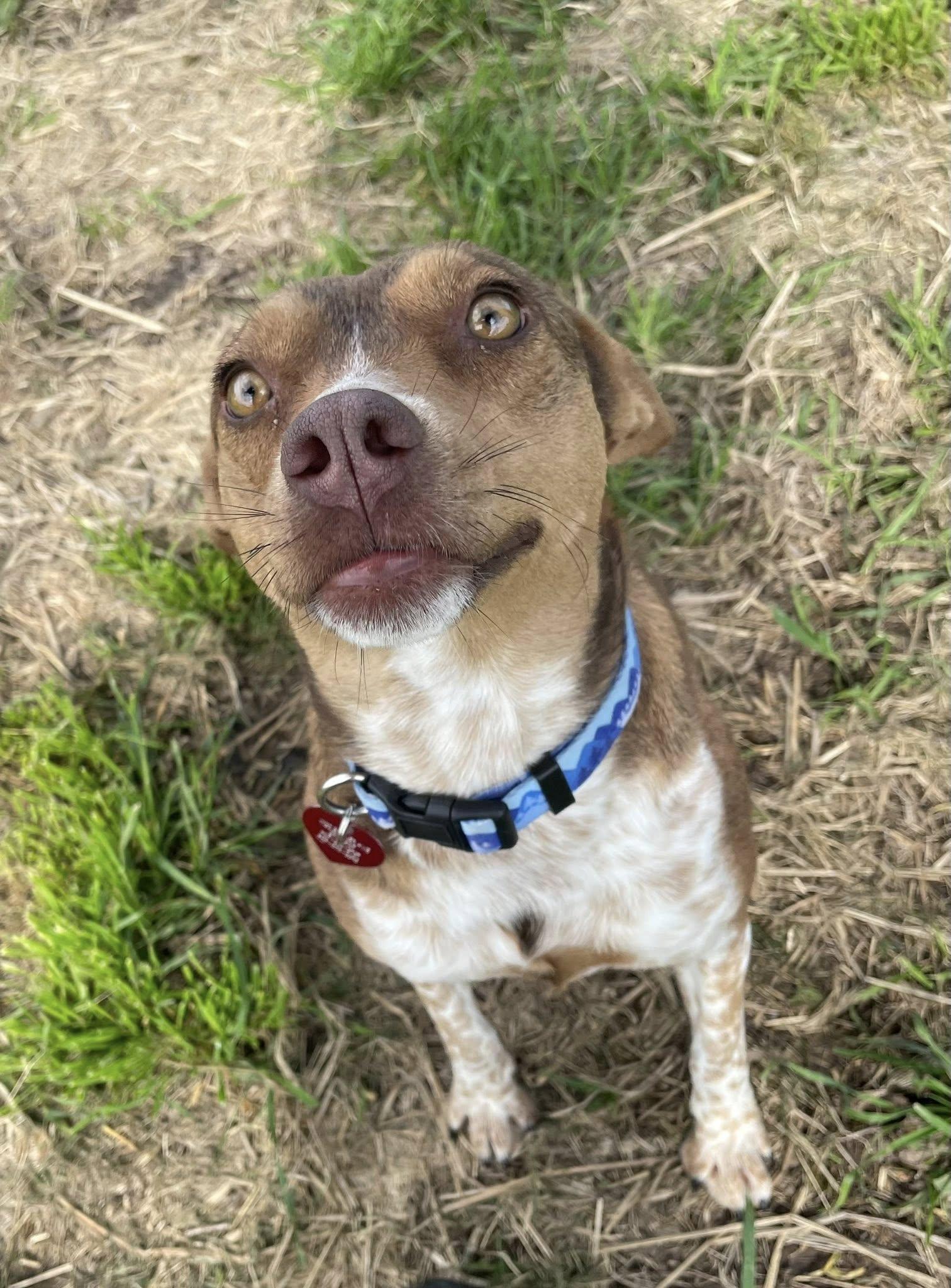 Maple Donut, a ADOPTABLE mixed breed in Santa Rosa, CA image 6/6