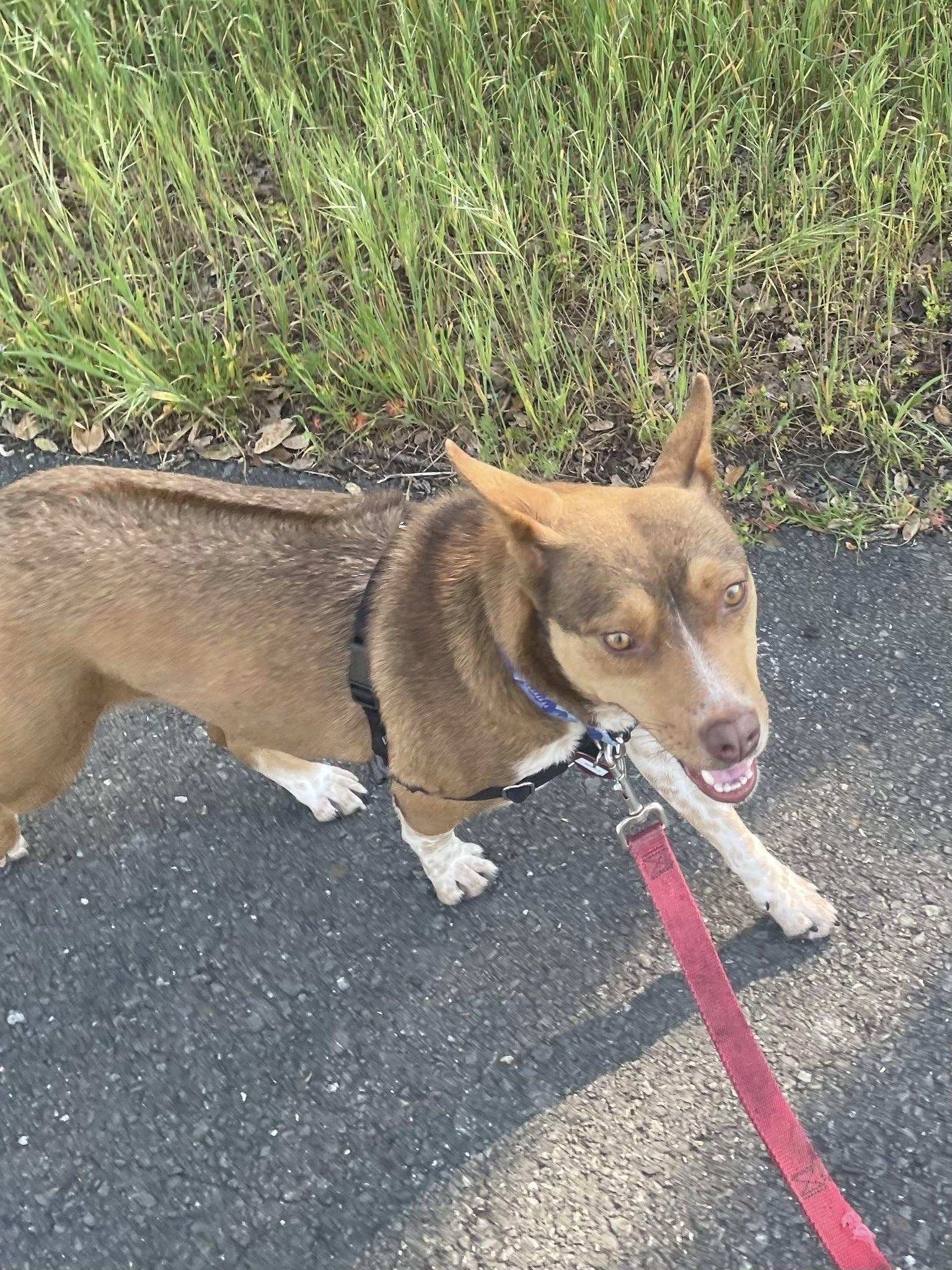Enlarge Maple Donut, a ADOPTABLE mixed breed in Santa Rosa, CA image 4/6