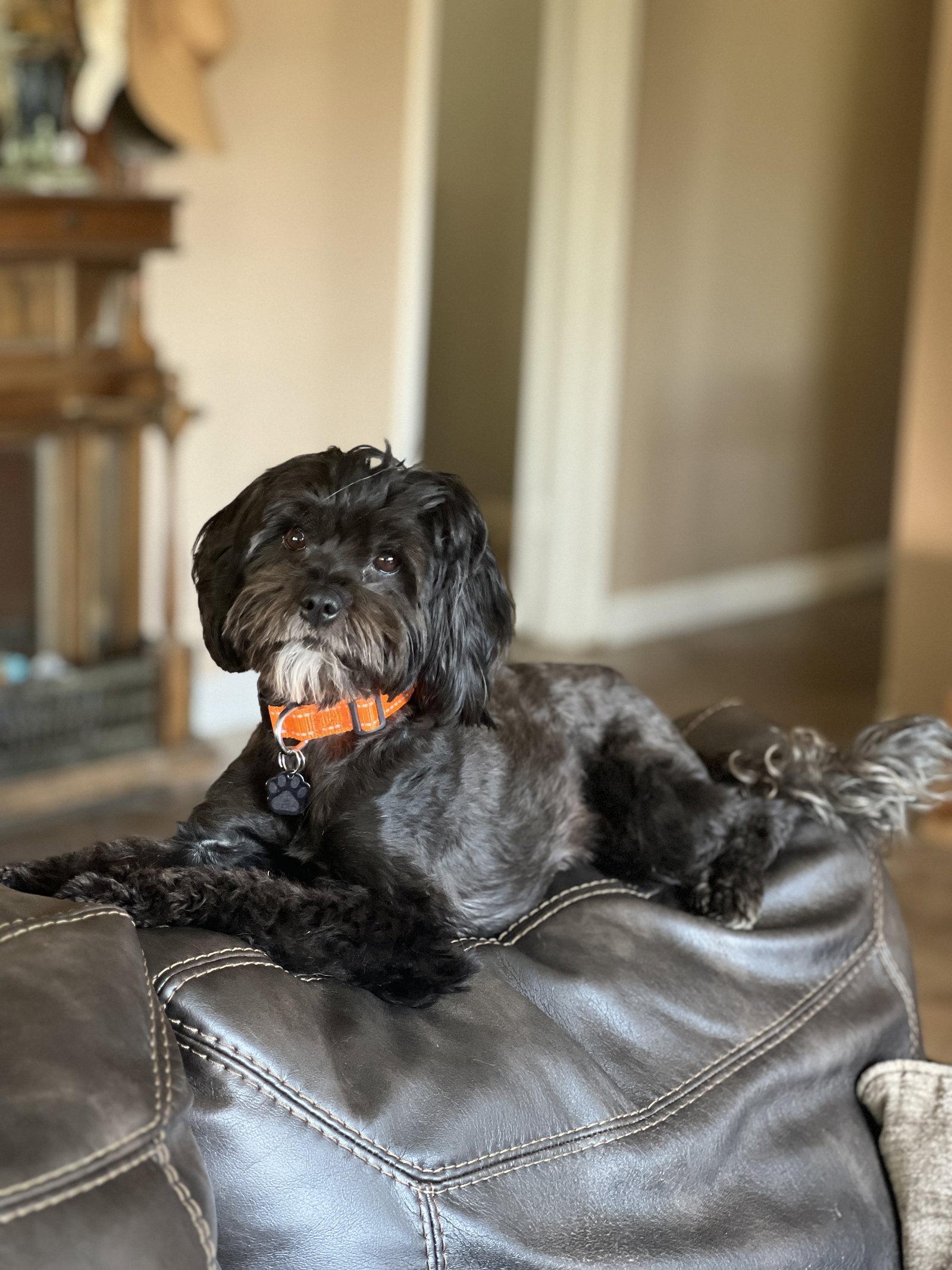 Precious, a Adoptable Havanese in Orange, CA image 1/2