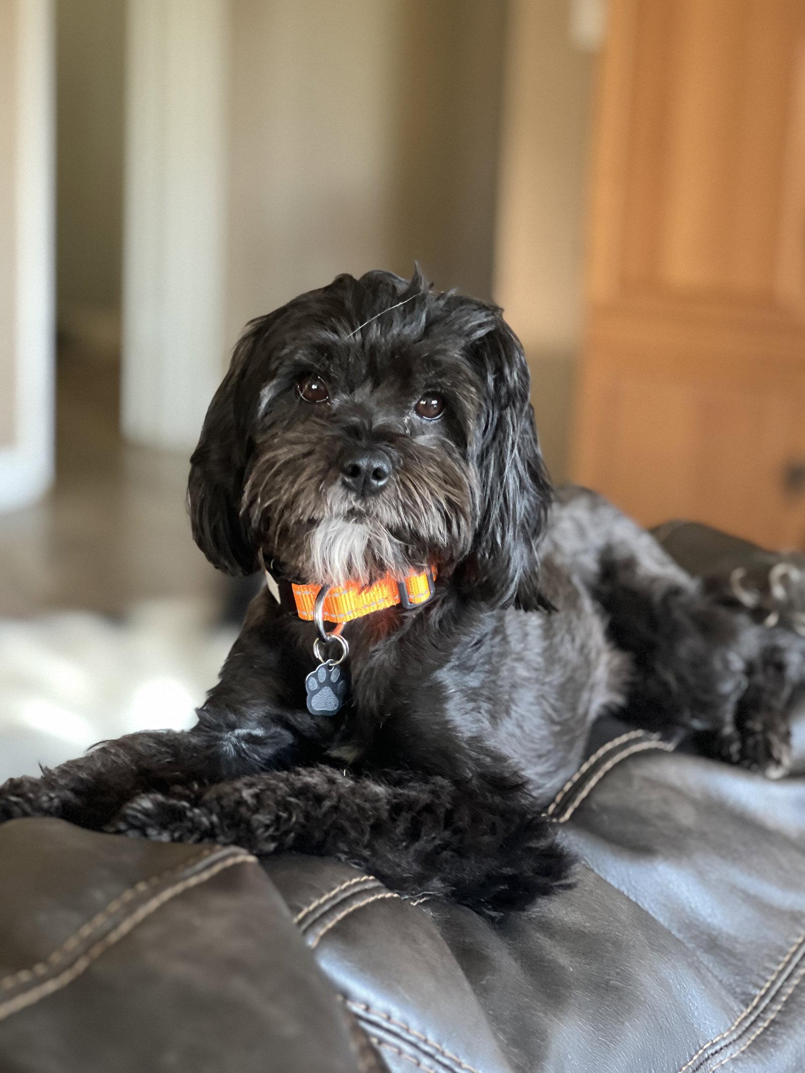 Precious, a Adoptable Havanese in Orange, CA image 2/2