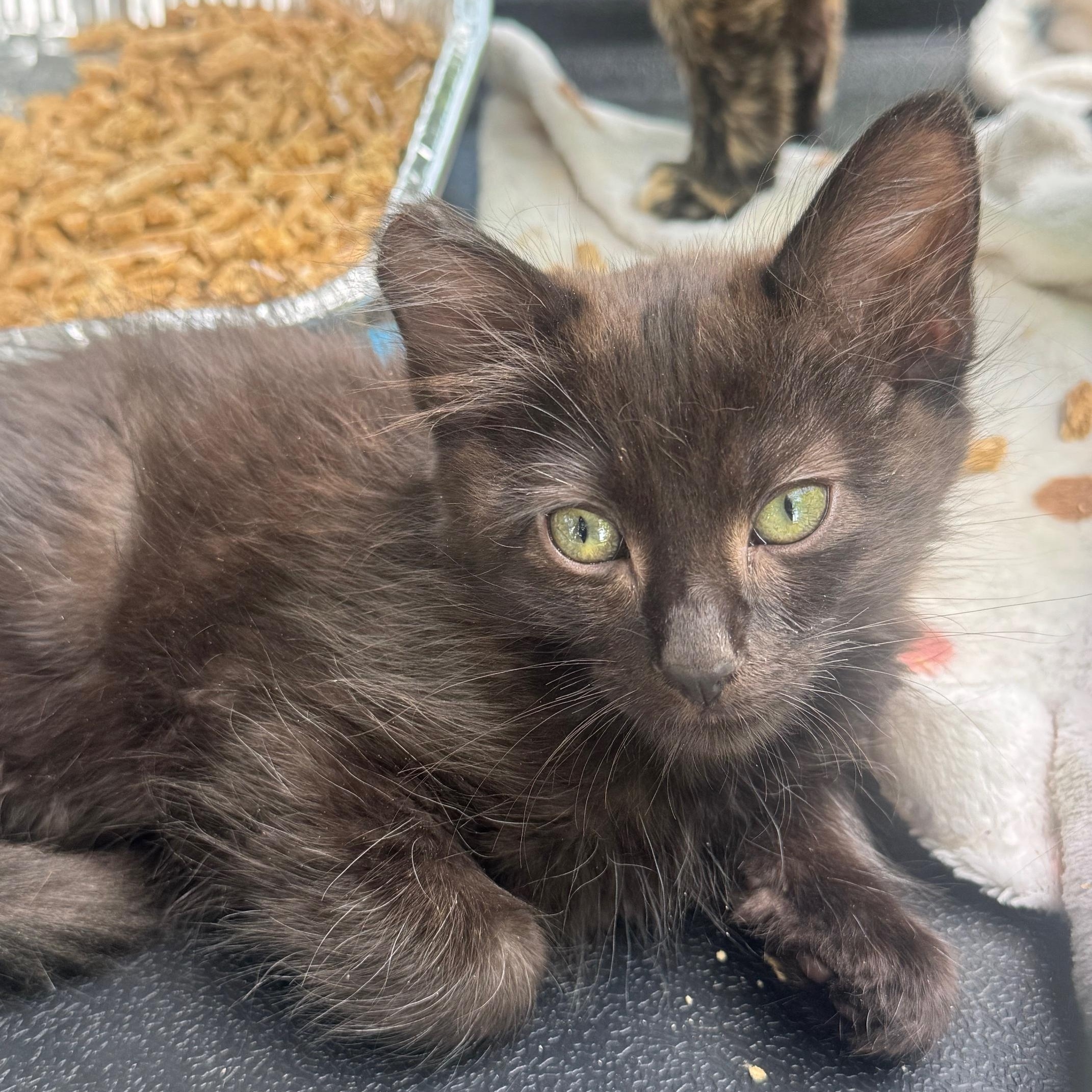Seal, Young Male Domestic Short Hair