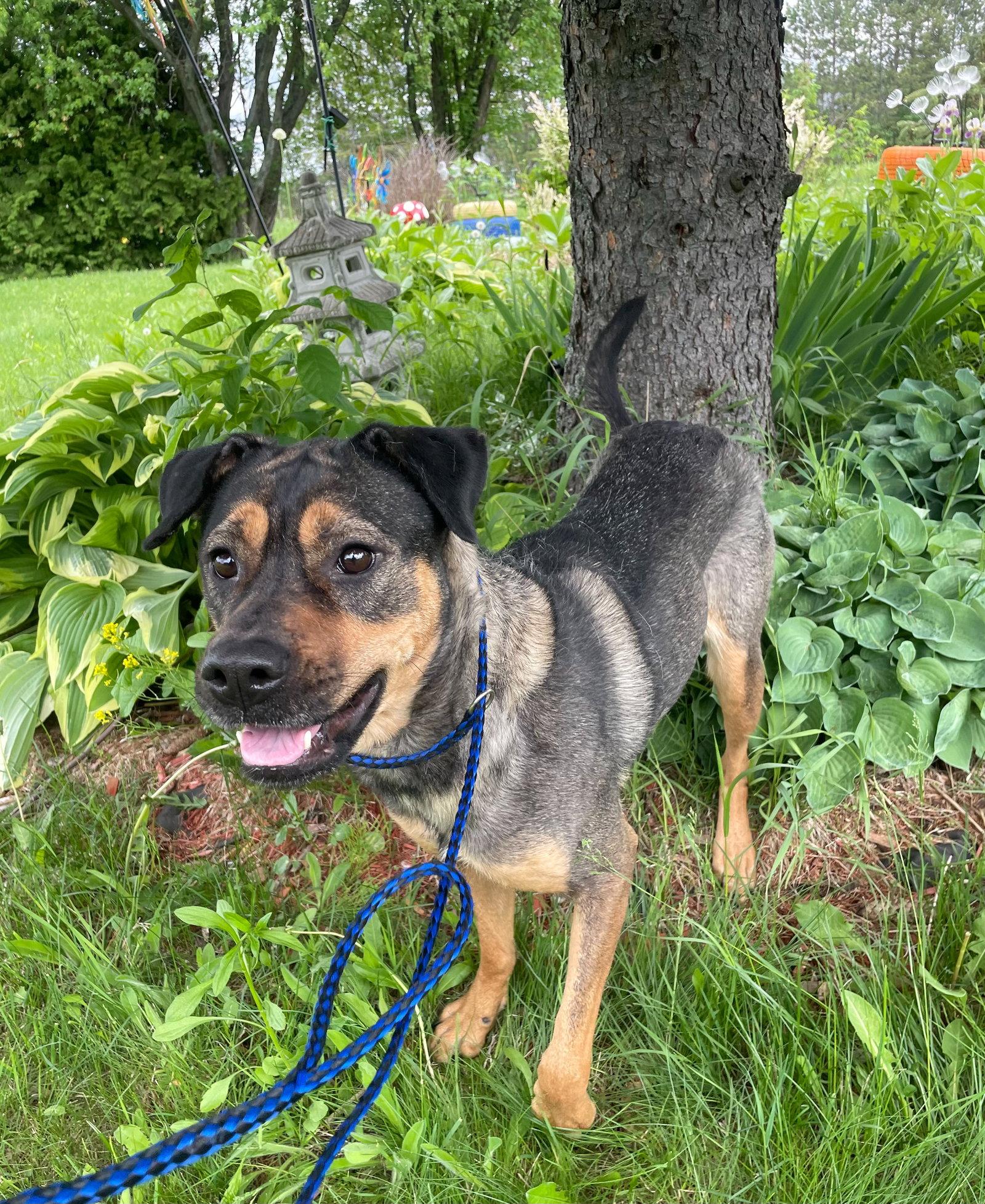 Mona, Adoptable, Adult Female Shepherd & Rottweiler.
