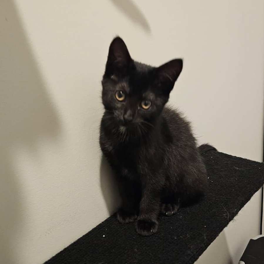 Broadway, an adopted Domestic Short Hair in Hudsonville, MI image 2/2