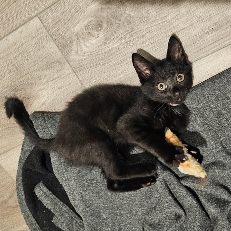 Broadway, adopted, Kitten Female Domestic Short Hair.