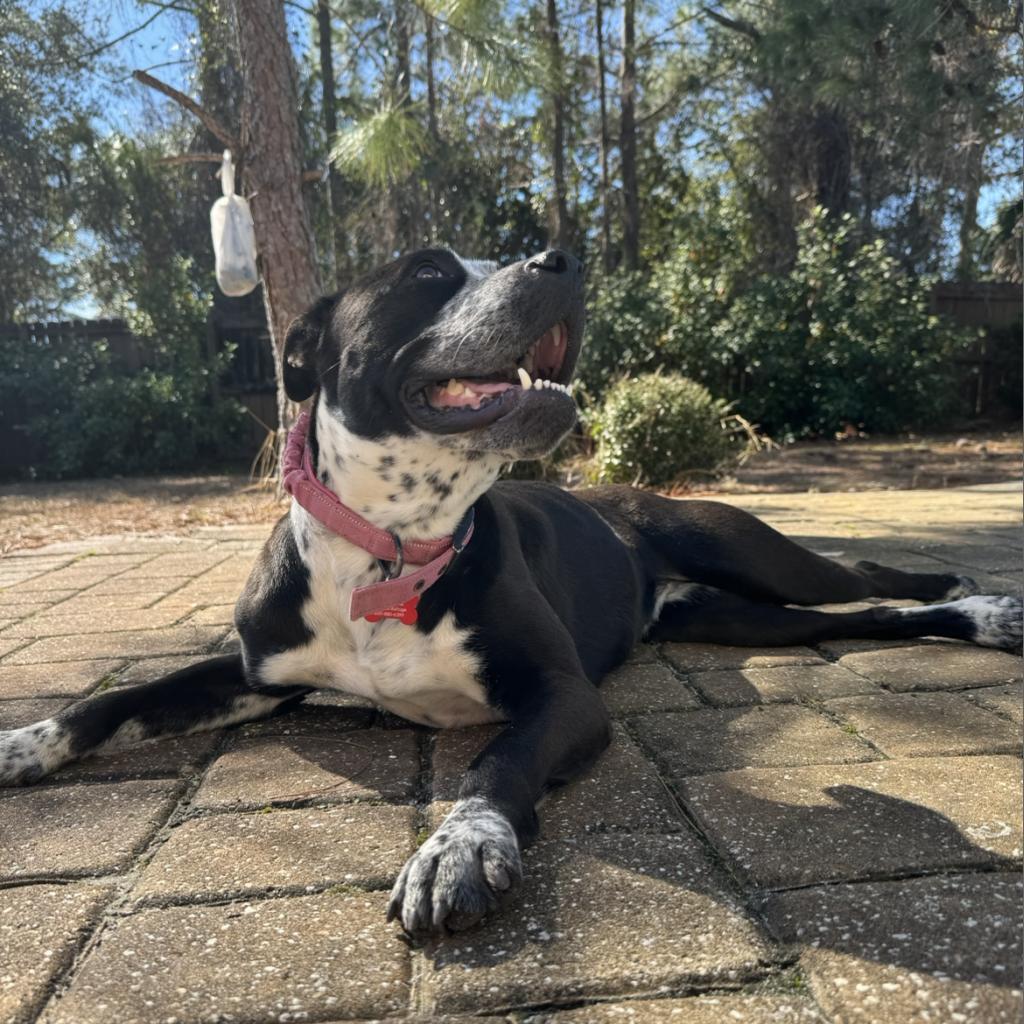 Enlarge Mandy, a Adoptable mixed breed in Freeport, FL image 1/6