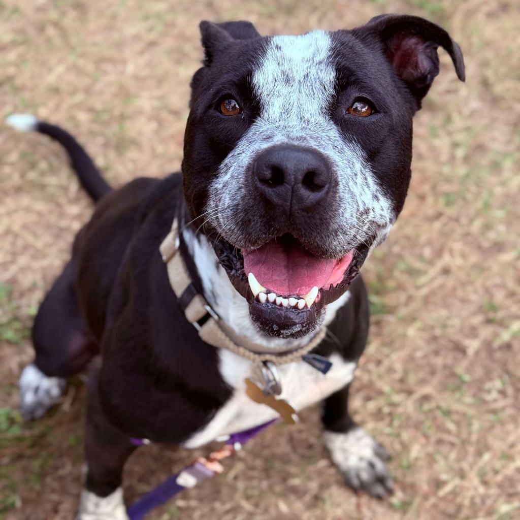 Enlarge Mandy, a Adoptable mixed breed in Freeport, FL image 2/6