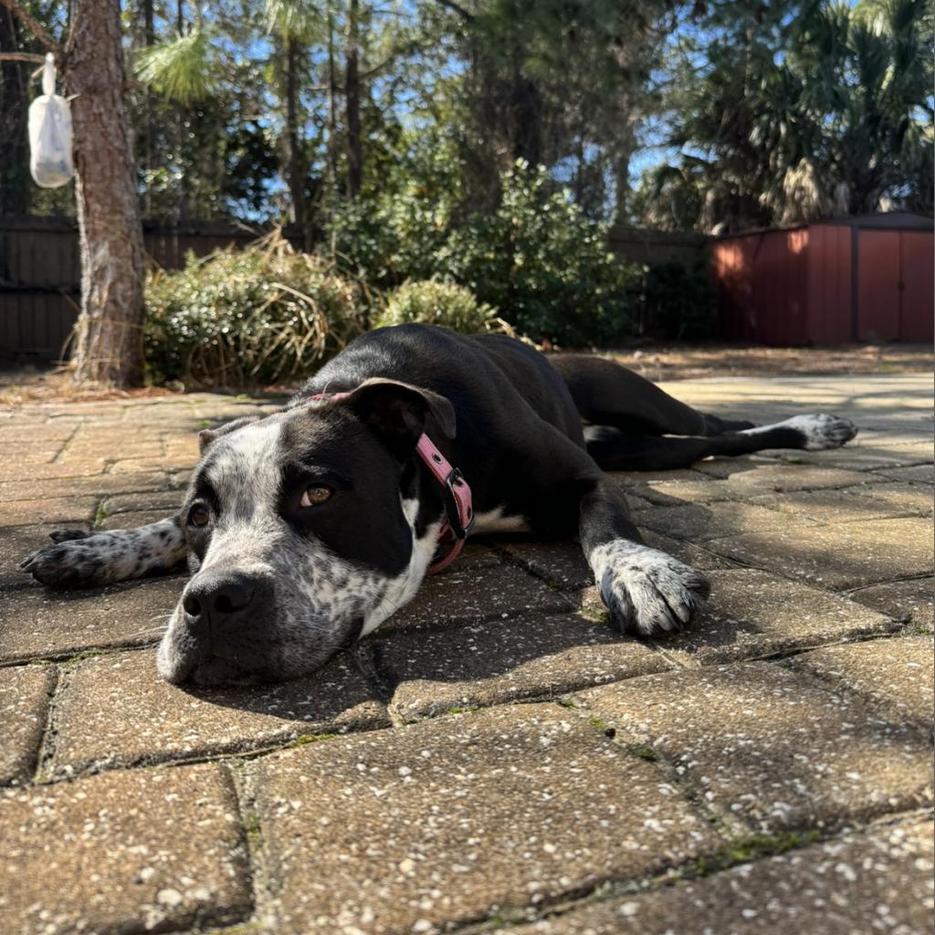 Enlarge Mandy, a Adoptable mixed breed in Freeport, FL image 4/6