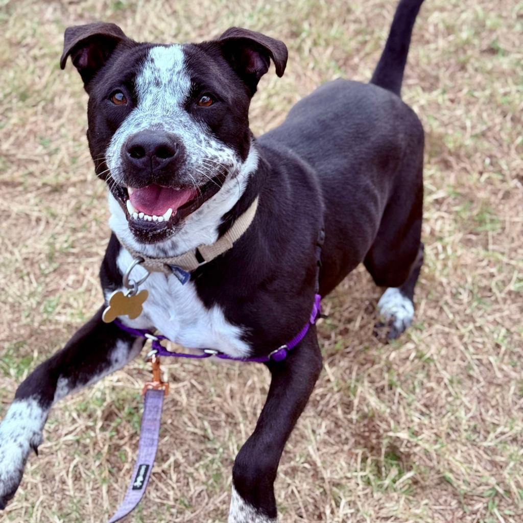 Enlarge Mandy, a Adoptable mixed breed in Freeport, FL image 5/6