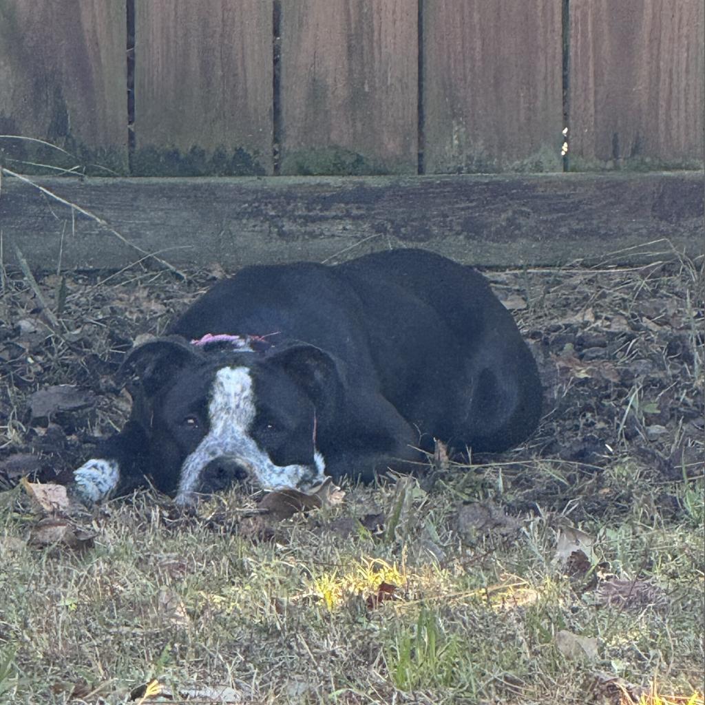 Enlarge Mandy, a Adoptable mixed breed in Freeport, FL image 6/6