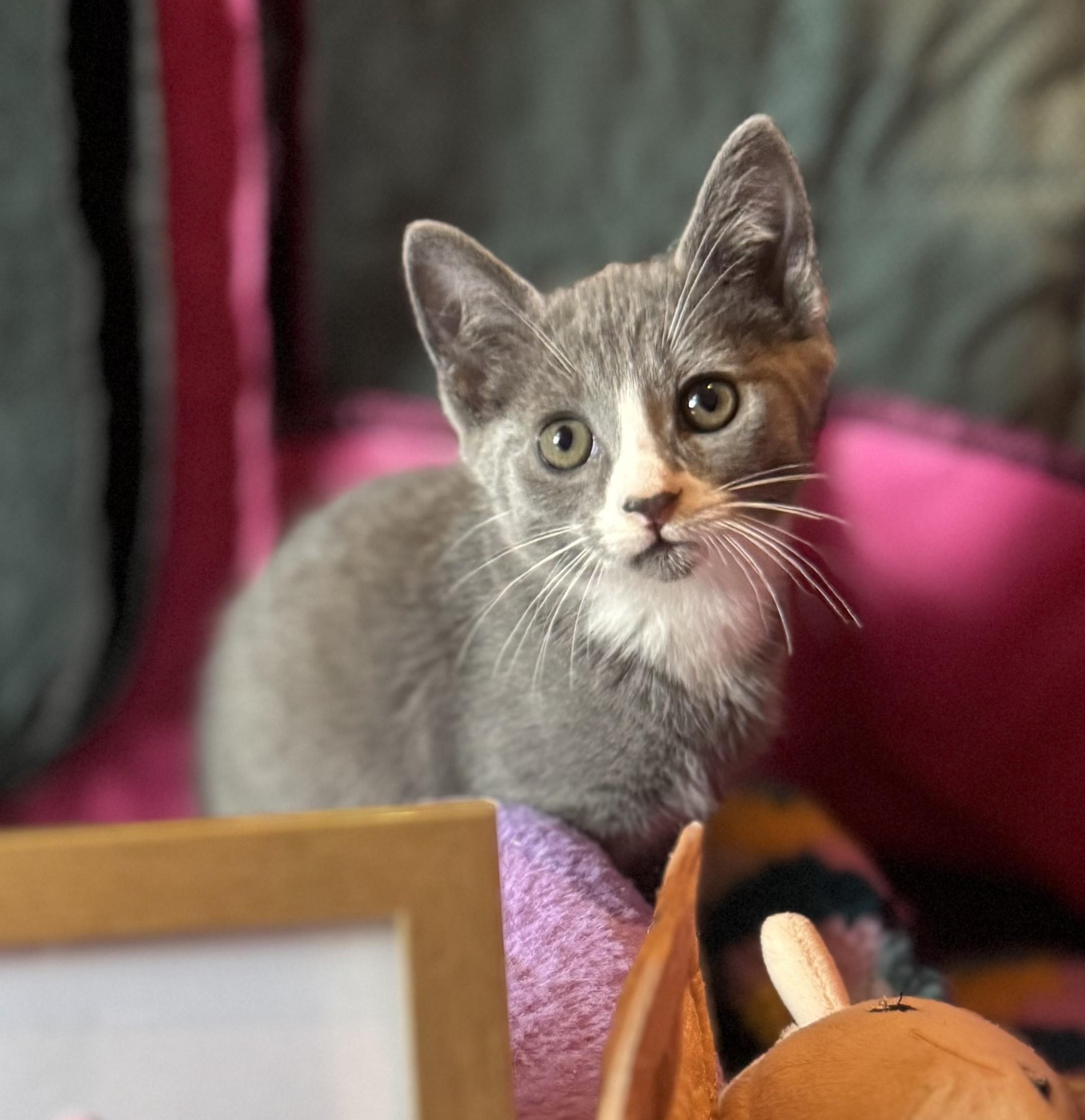 Truffle, Adoptable, Kitten Female Domestic Short Hair.