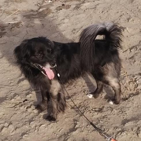 Murphy  is not at shelter please call 406-607-5711, an adoptable Mixed Breed in Choteau, MT, 59422 | Photo Image 1