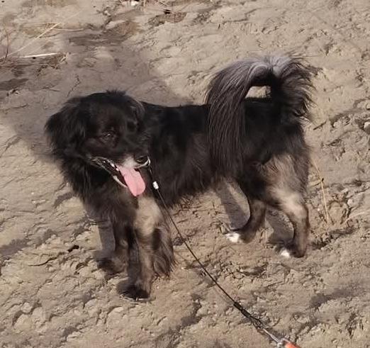 Murphy  is not at shelter please call 406-607-5711, an adoptable Mixed Breed in Choteau, MT, 59422 | Photo Image 2