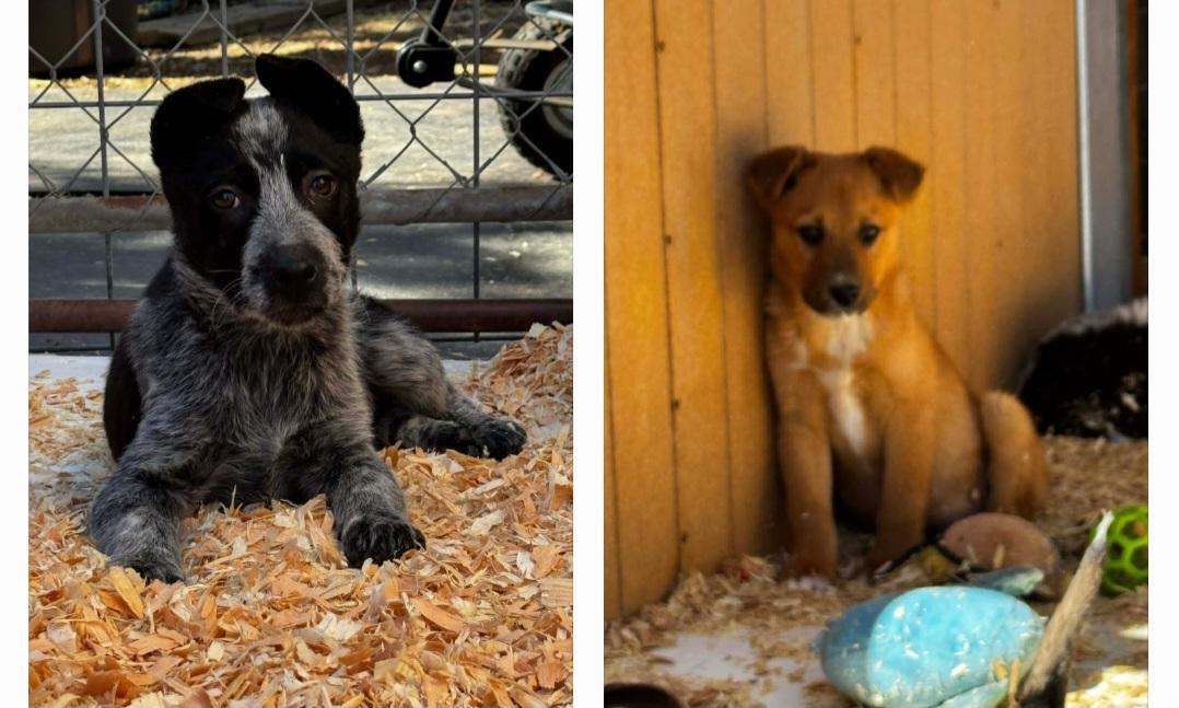 Enlarge Heeler Mix Puppies , a ADOPTABLE mixed breed in Bend, OR image 2/6