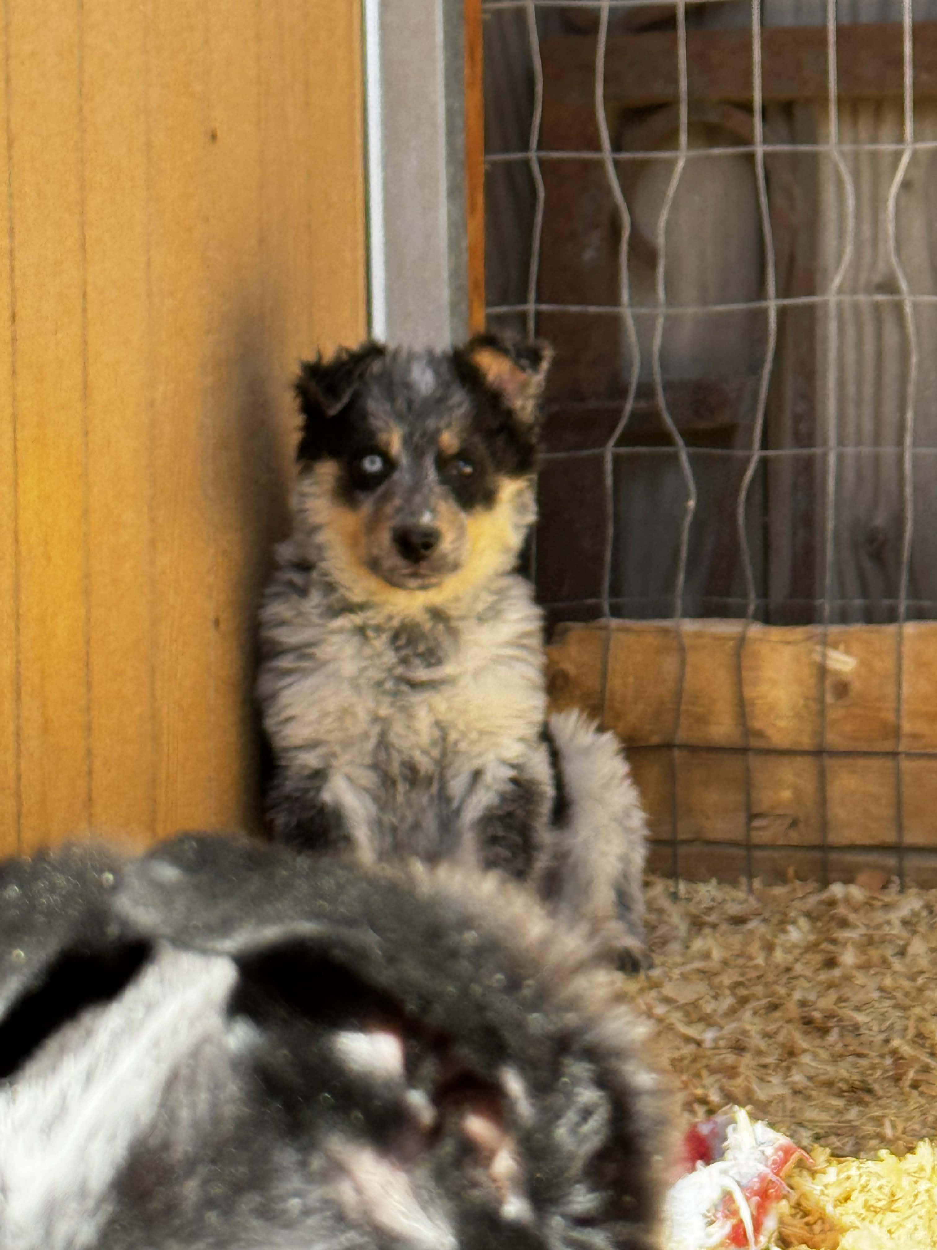 Enlarge Heeler Mix Puppies , a ADOPTABLE mixed breed in Bend, OR image 4/6