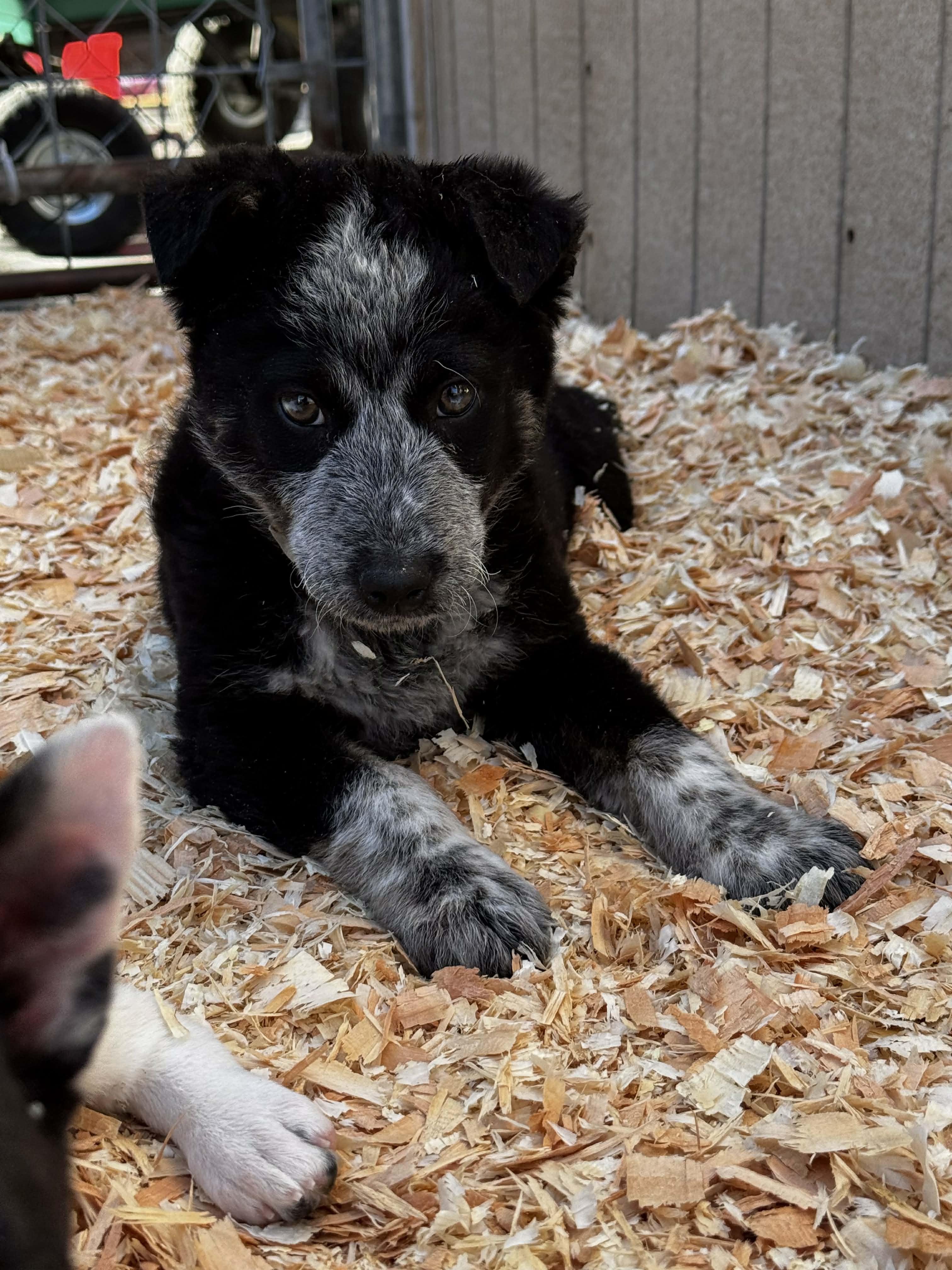 Enlarge Heeler Mix Puppies , a ADOPTABLE mixed breed in Bend, OR image 3/6