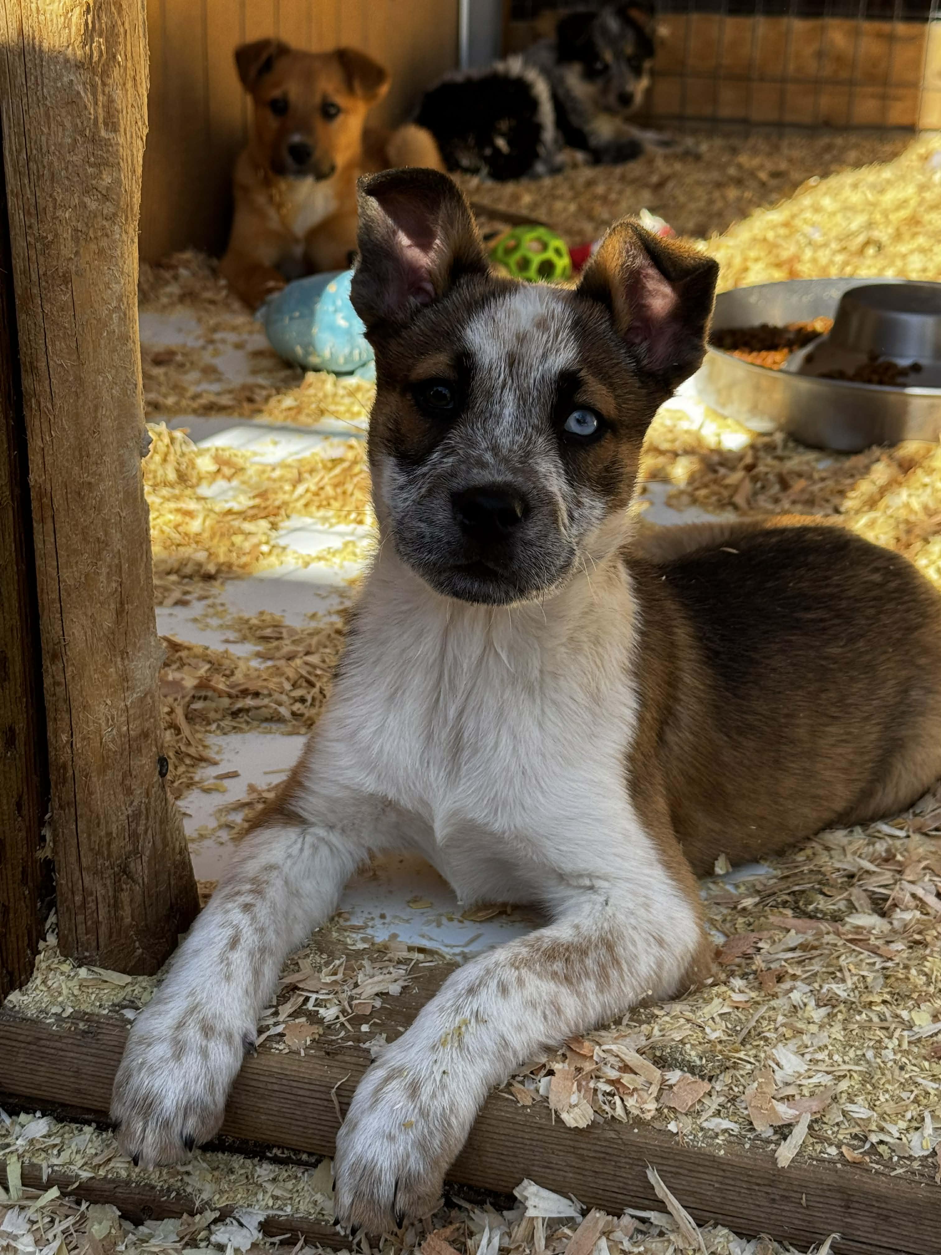 Enlarge Heeler Mix Puppies , a ADOPTABLE mixed breed in Bend, OR image 5/6