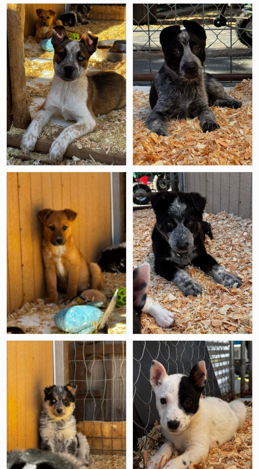 Enlarge Heeler Mix Puppies , a ADOPTABLE mixed breed in Bend, OR image 1/6