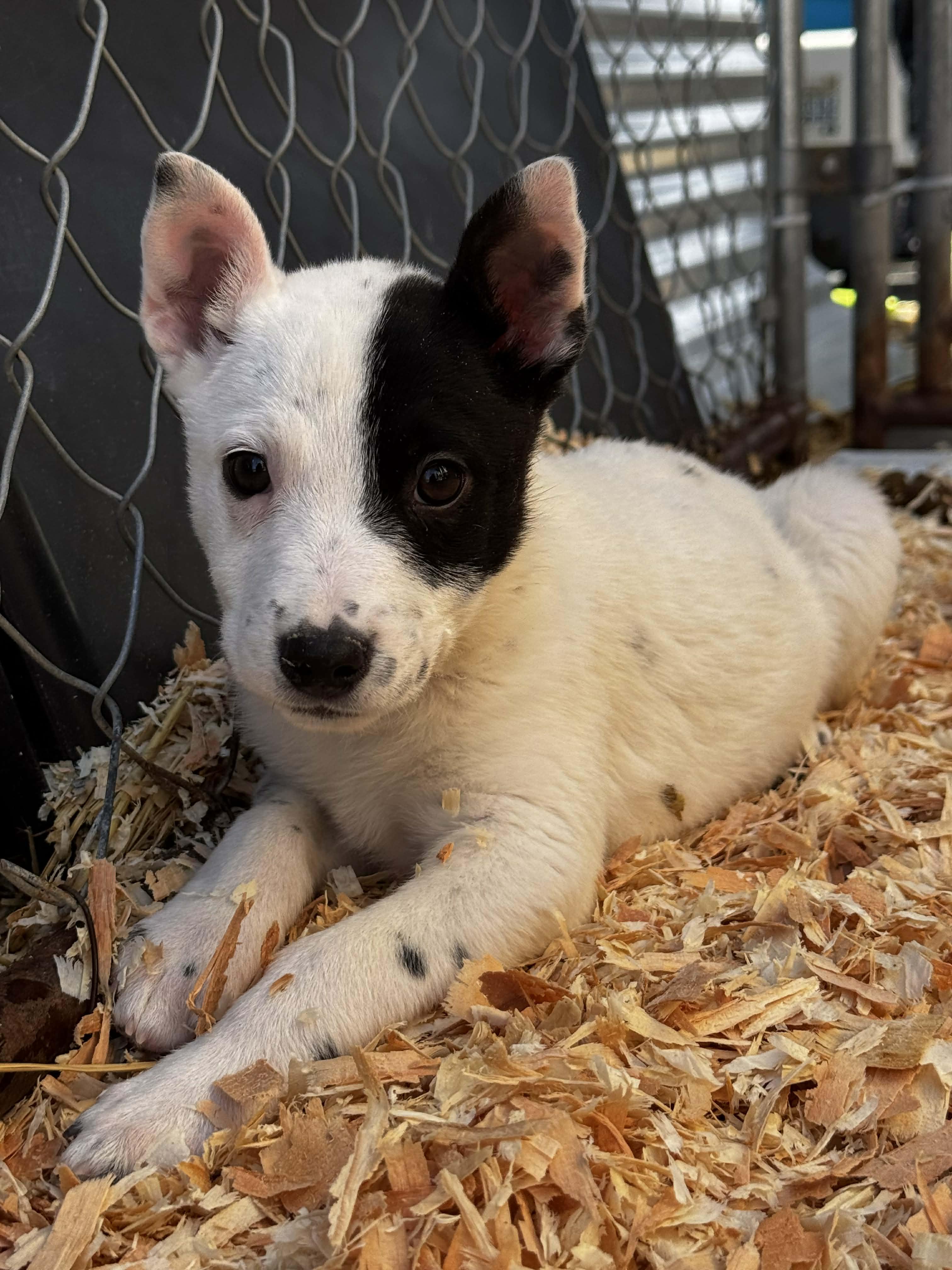 Enlarge Heeler Mix Puppies , a ADOPTABLE mixed breed in Bend, OR image 6/6