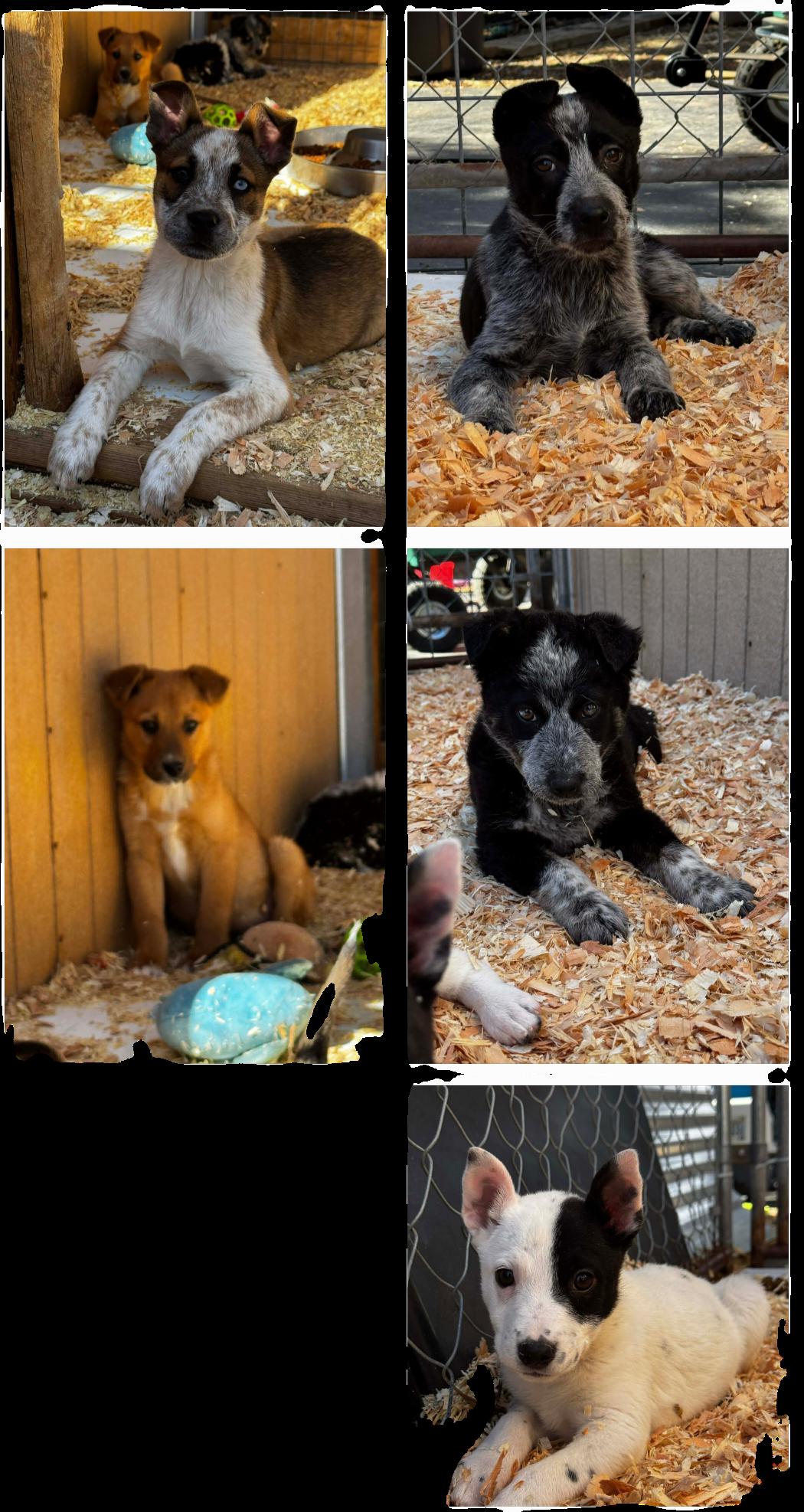 Enlarge Heeler Mix Puppies , a ADOPTABLE mixed breed in Bend, OR image 1/5